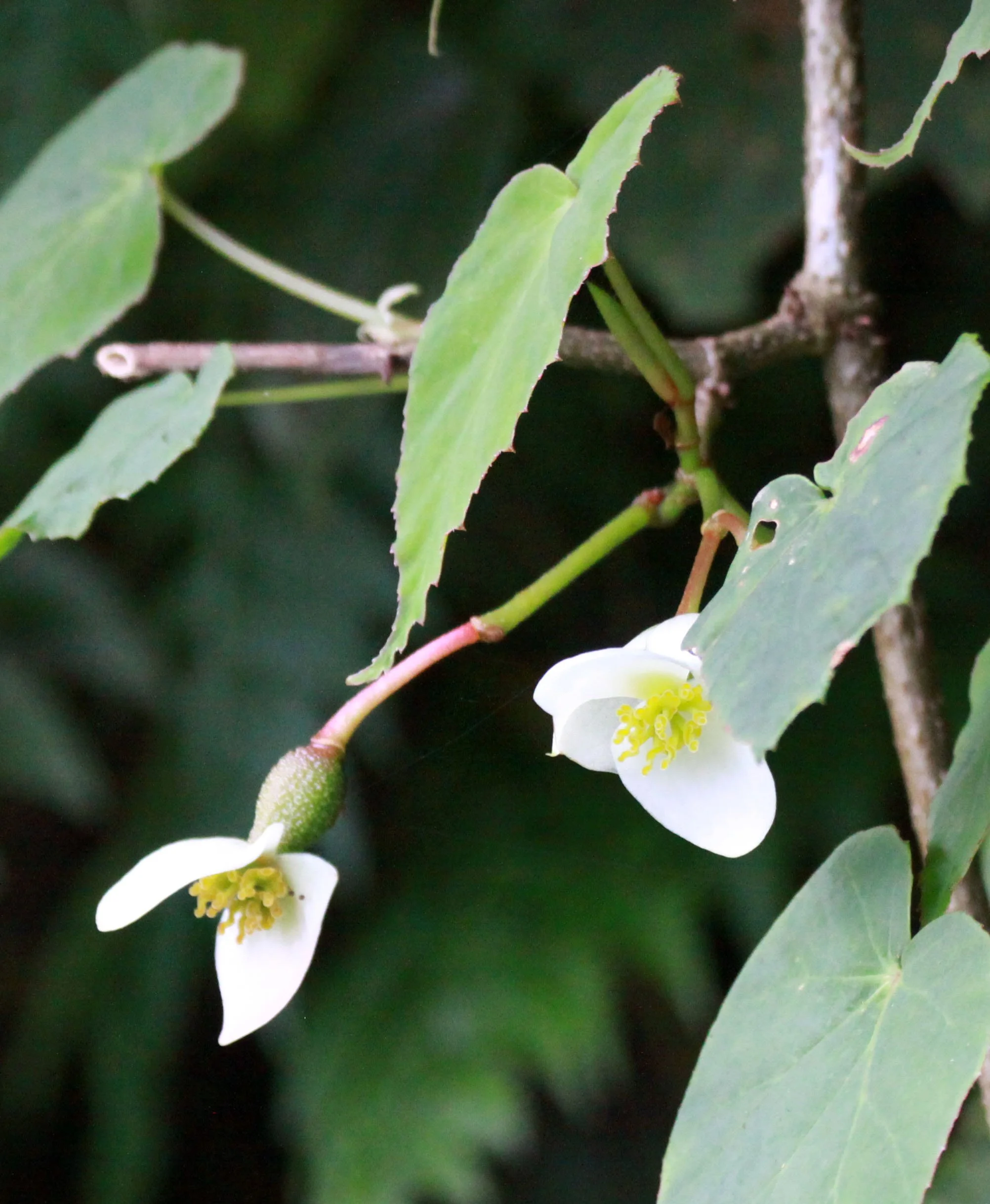 NYUNGWE NATIONAL PARK RWANDA (527).JPG