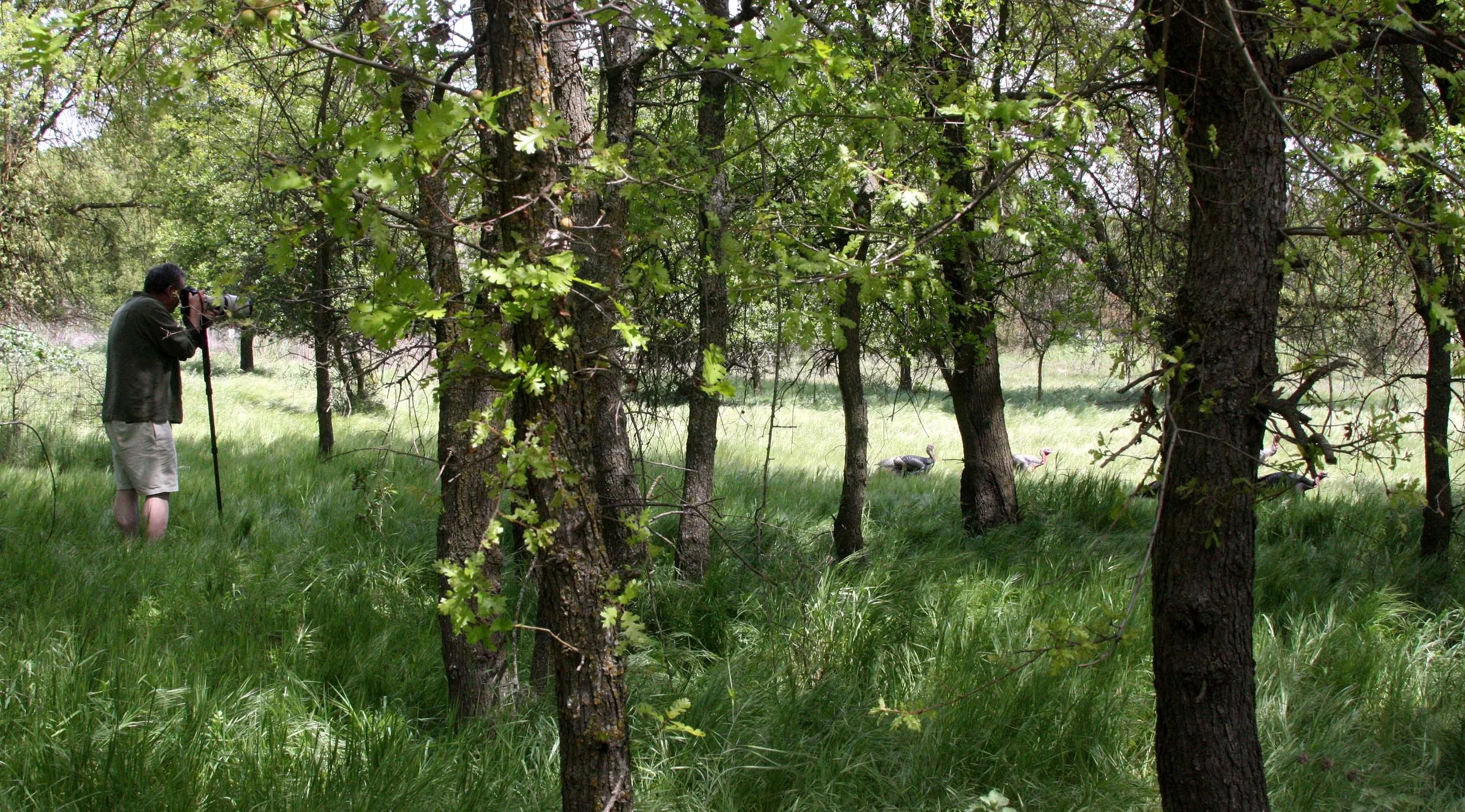 2010-4-10 EFFIE YEAW NATURE RESERVE SACRAMENTO CALIFORNIA.JPG