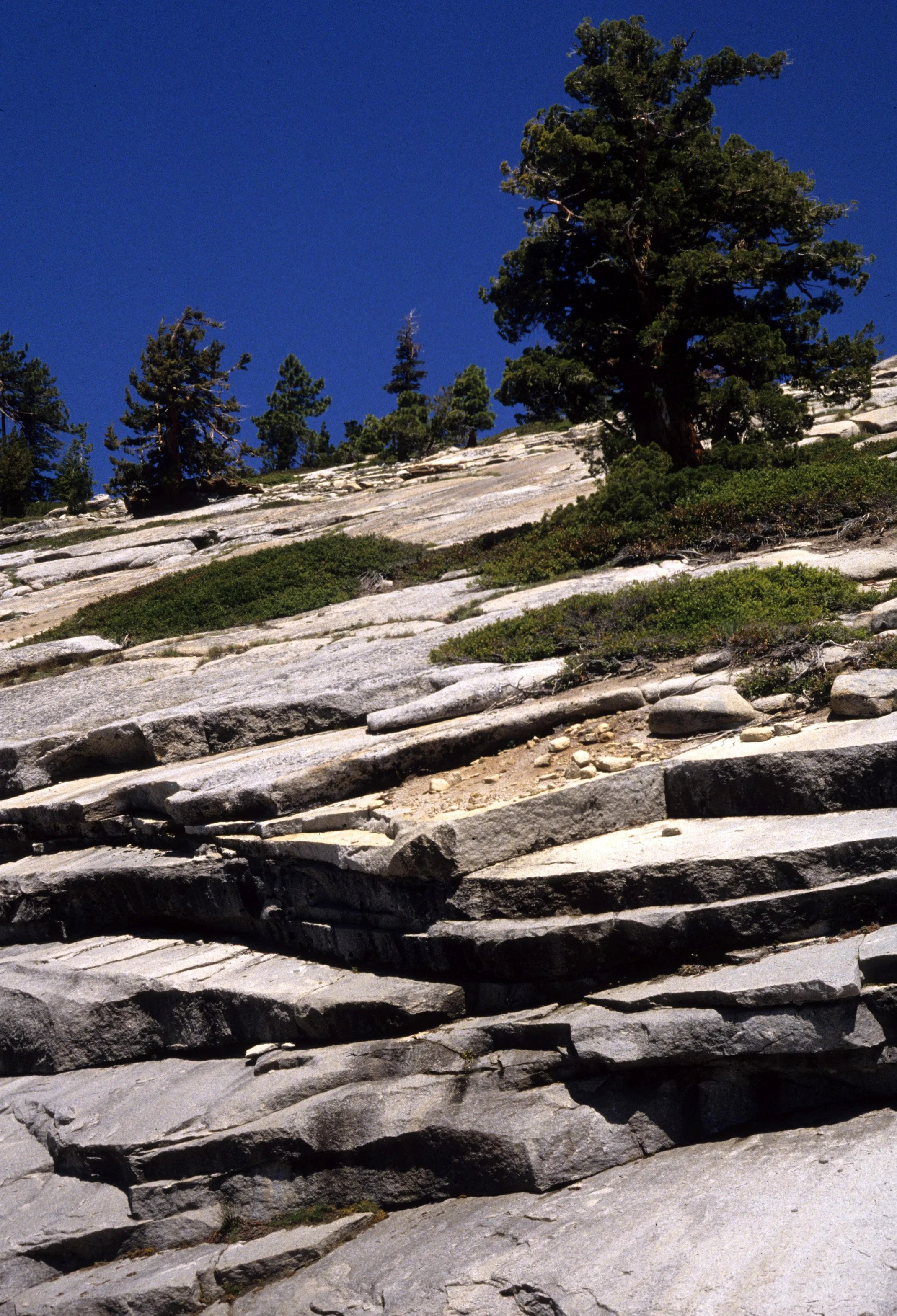 CALIFORNIA - YOSEMITE - SIERRA JUNIPER AND PINE BELT ON EXFOLIATED GRANITE (3).jpg