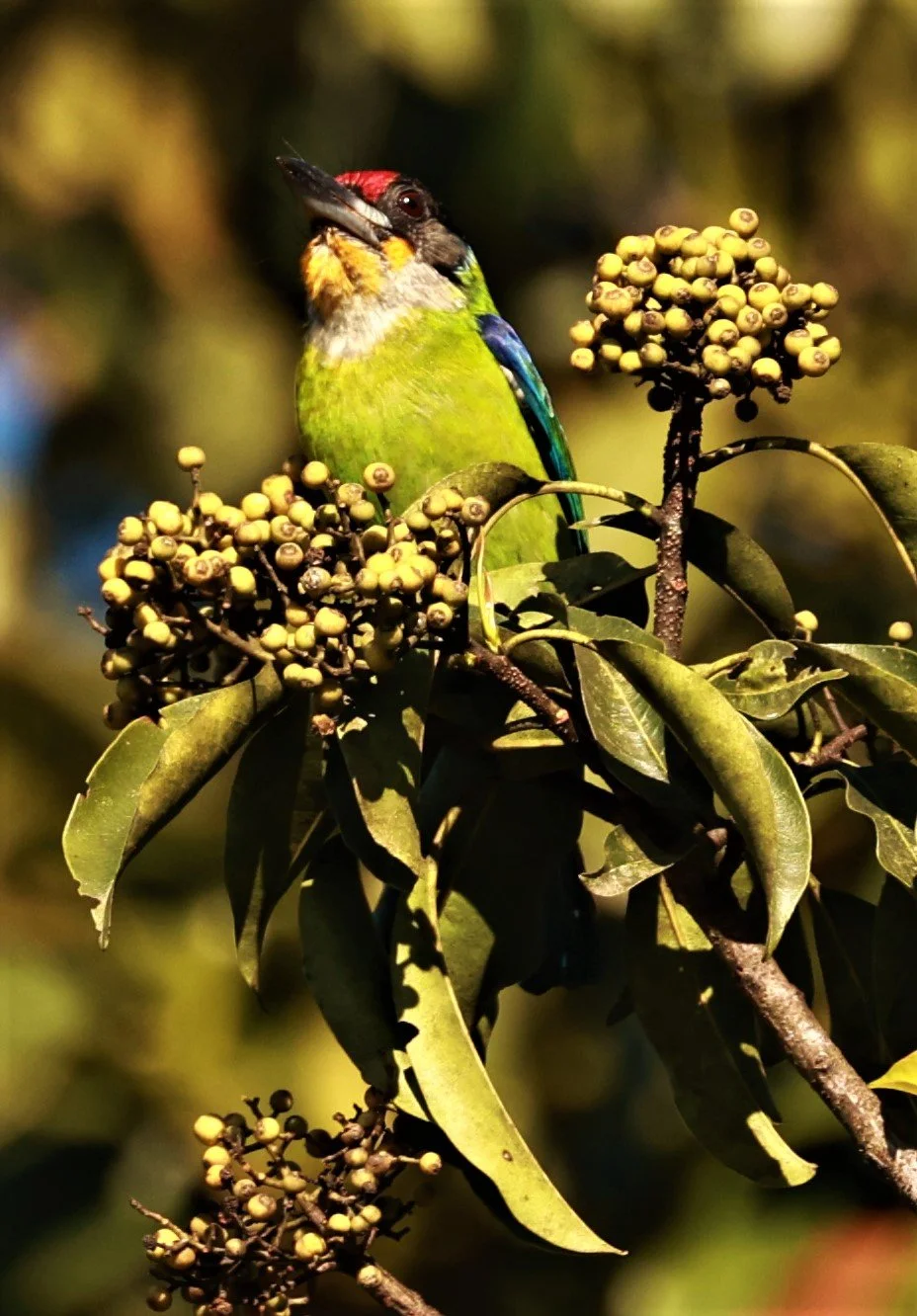 BARBET - GOLDEN-THROATED BARBET - Psilopogon (franklinii) ramsayi - Phu Luang Wildlife Reserve Loei Province (9).jpg