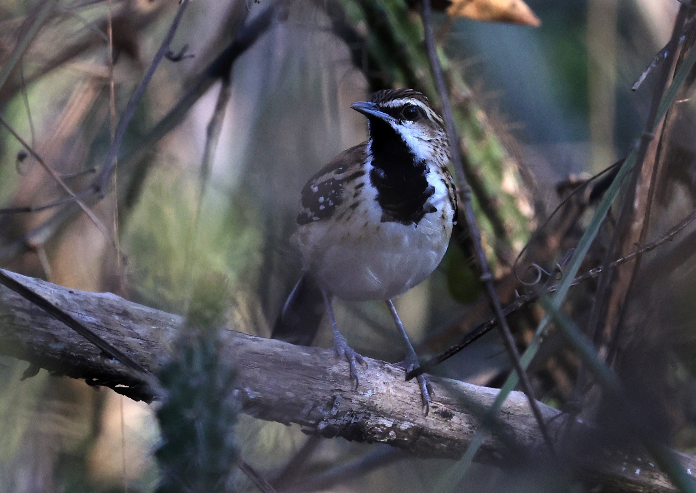 Stripe-backed Antbird (Myrmorchilus strigilatus) Agua Dulce Paraguay (12).jpg