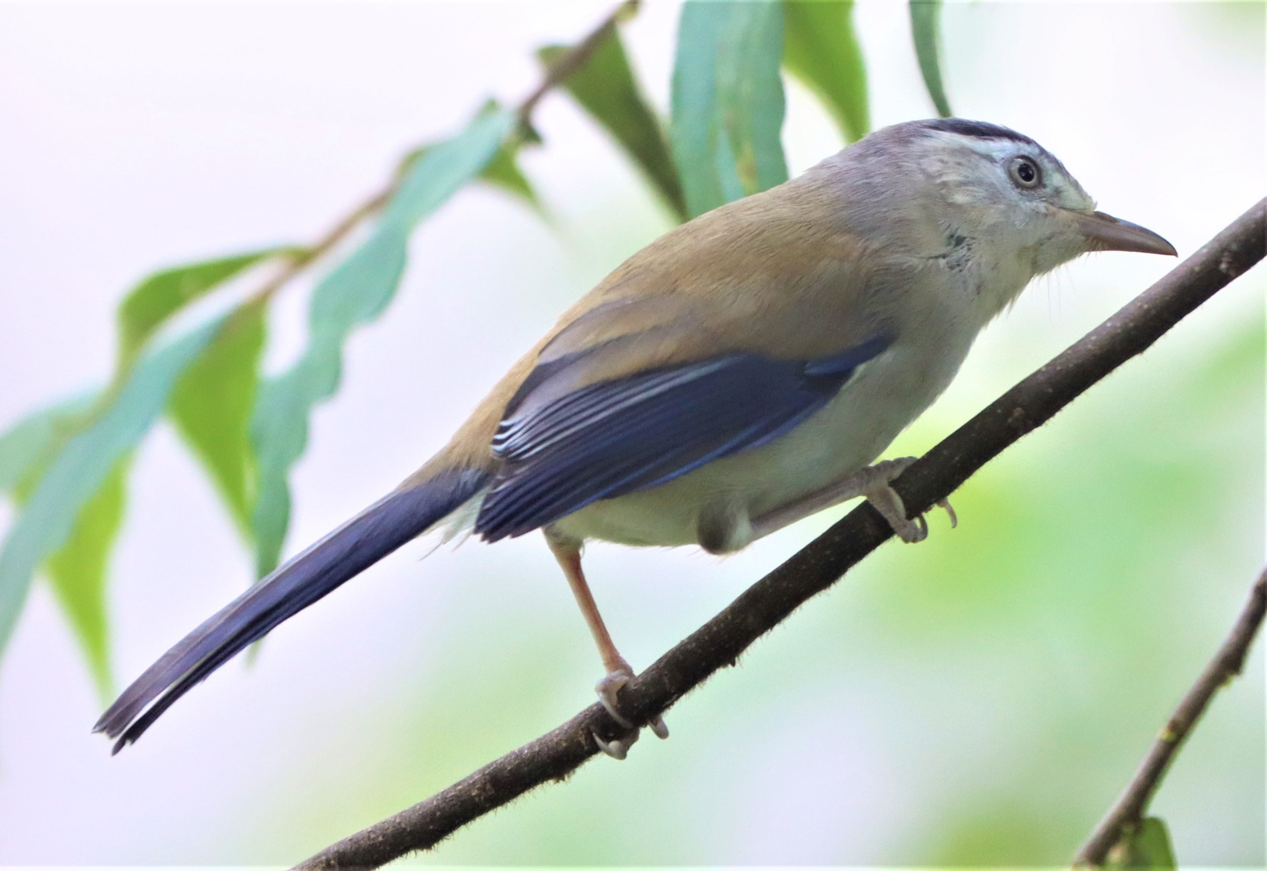 MINLA - BLUE-WINGED MINLA - Actinodura cyanouroptera - DOI ANG KANG CHIANG MAI (24).jpg