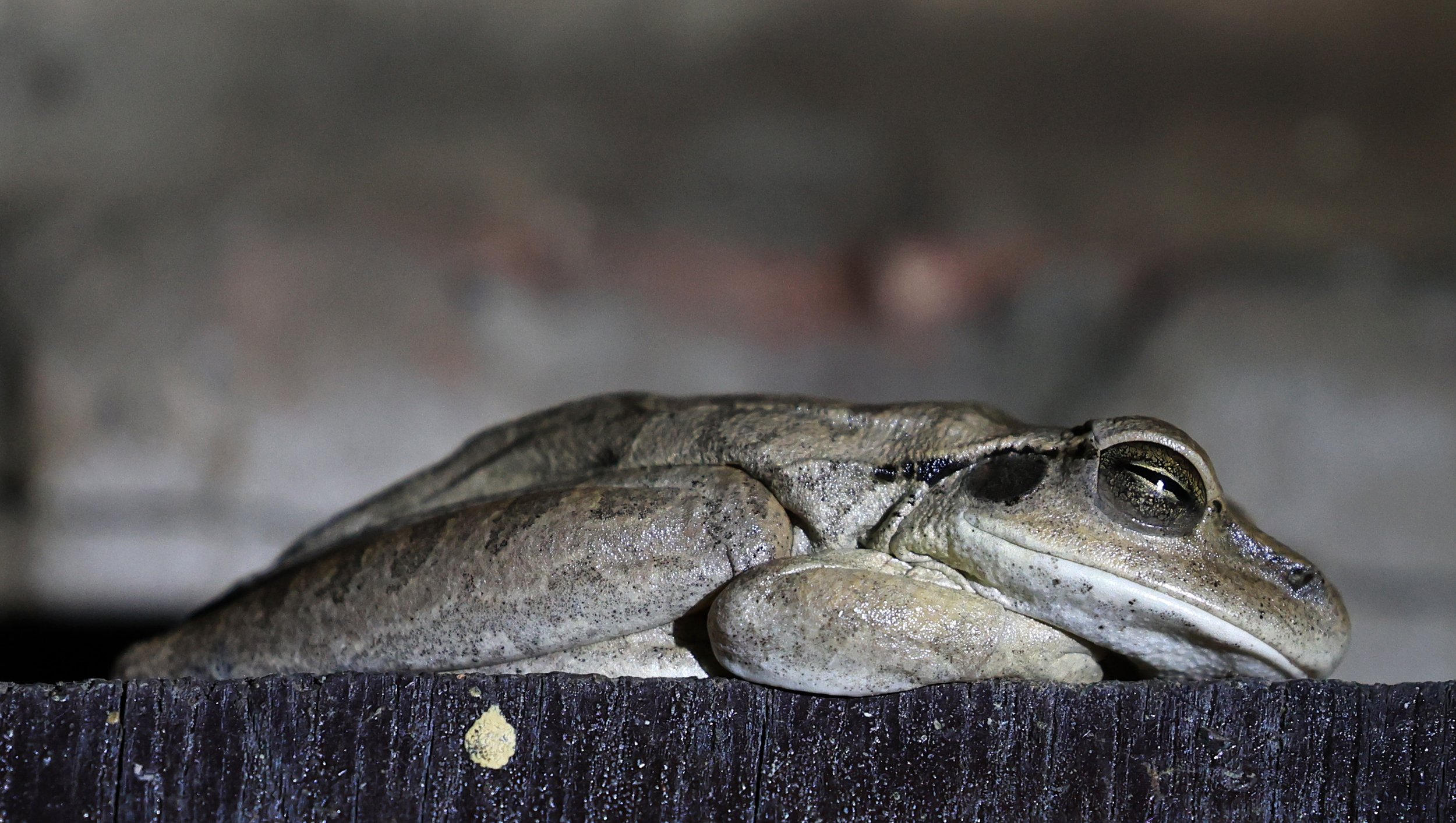 Chaco Tree Frog (Boana raniceps) Fortin Toledo Paraguay  (3).jpg