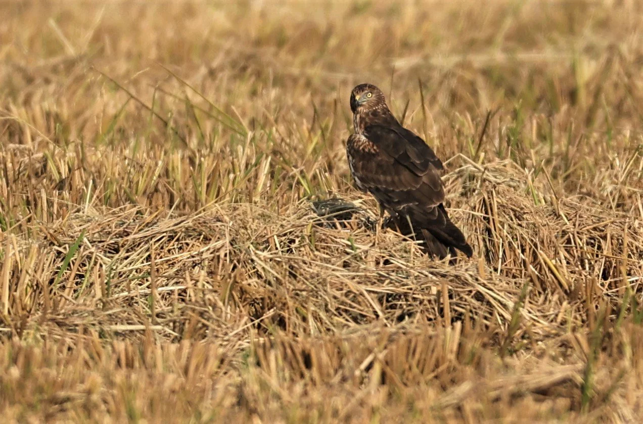 HARRIER - PIED HARRIER - Circus melanoleucos - PATHUM THANI RICE RESEARCH CENTER 11 DEC 2021 (27).jpg