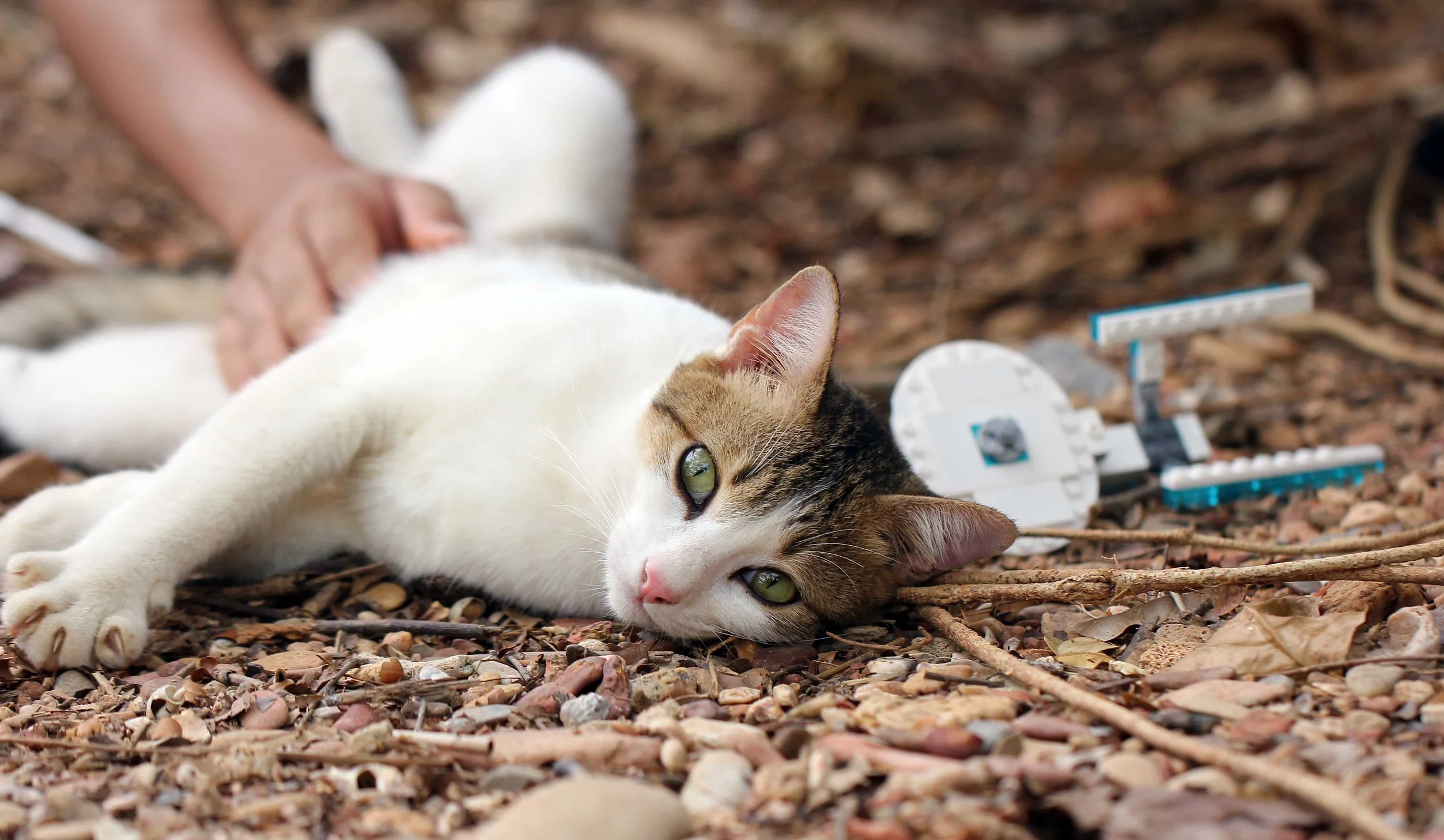 2015 Koh Lanta Songkran with friends from ISB (421).JPG