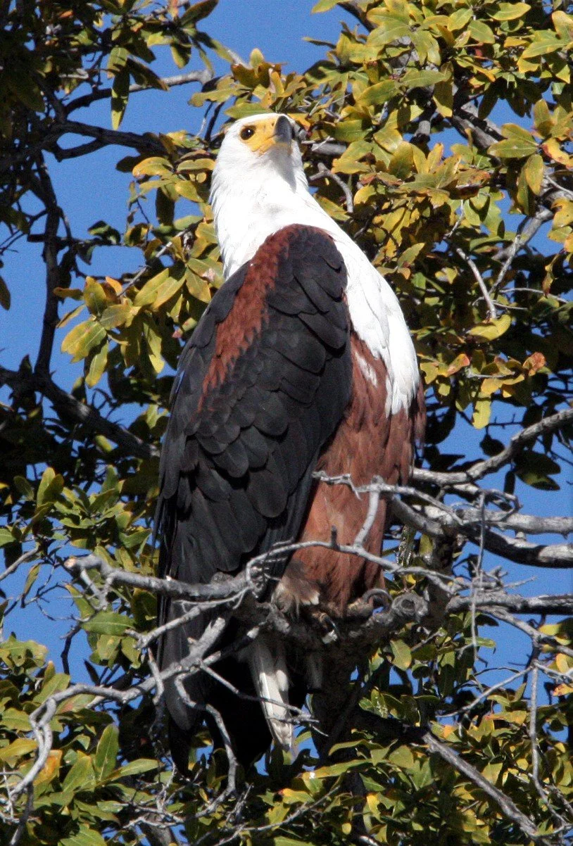 Haliaeetus vocifer - AFRICAN FISH EAGLE - CHOBE NATIONAL PARK BOTSWANA aa.jpg