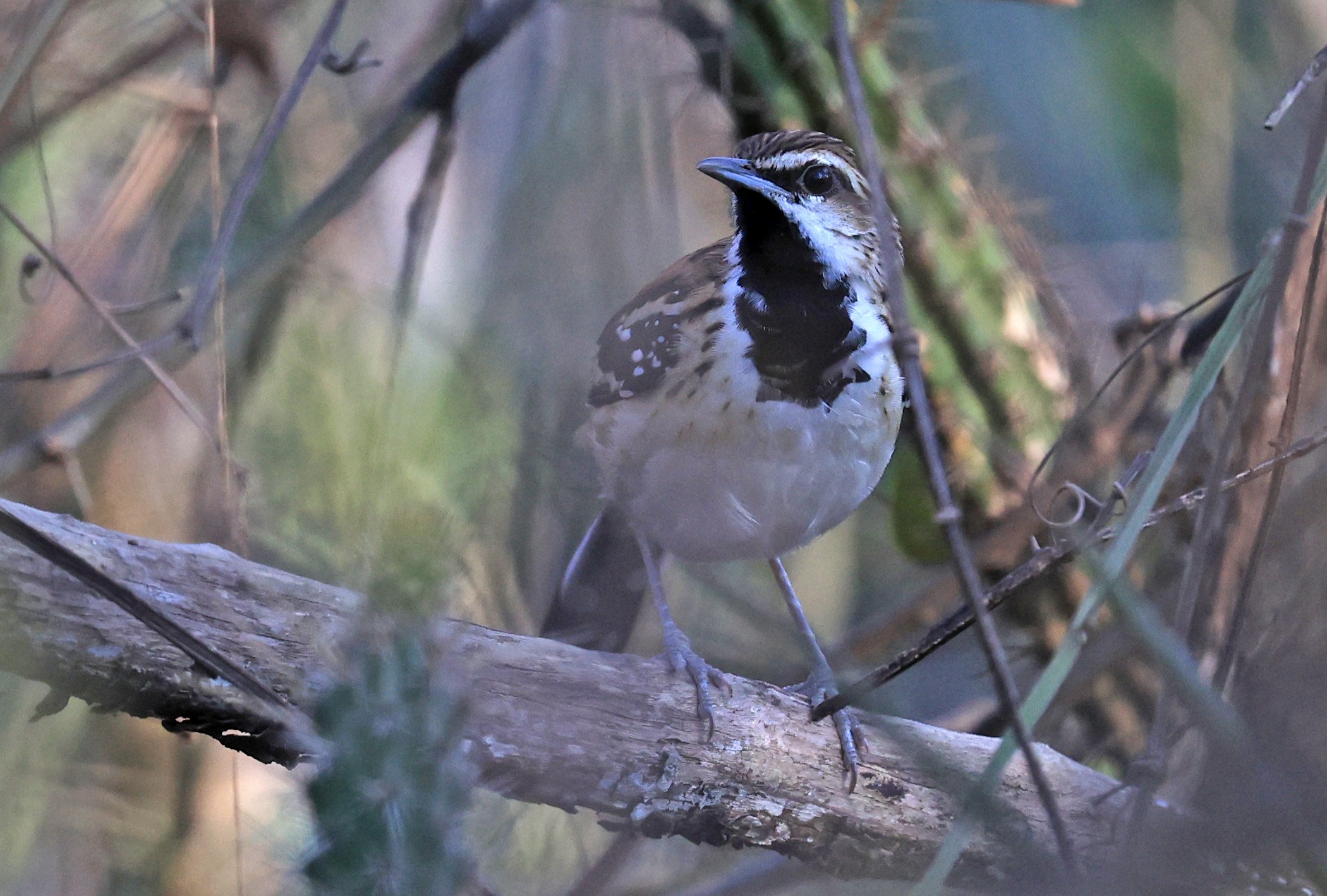 Stripe-backed Antbird (Myrmorchilus strigilatus) Agua Dulce Paraguay (14).jpg