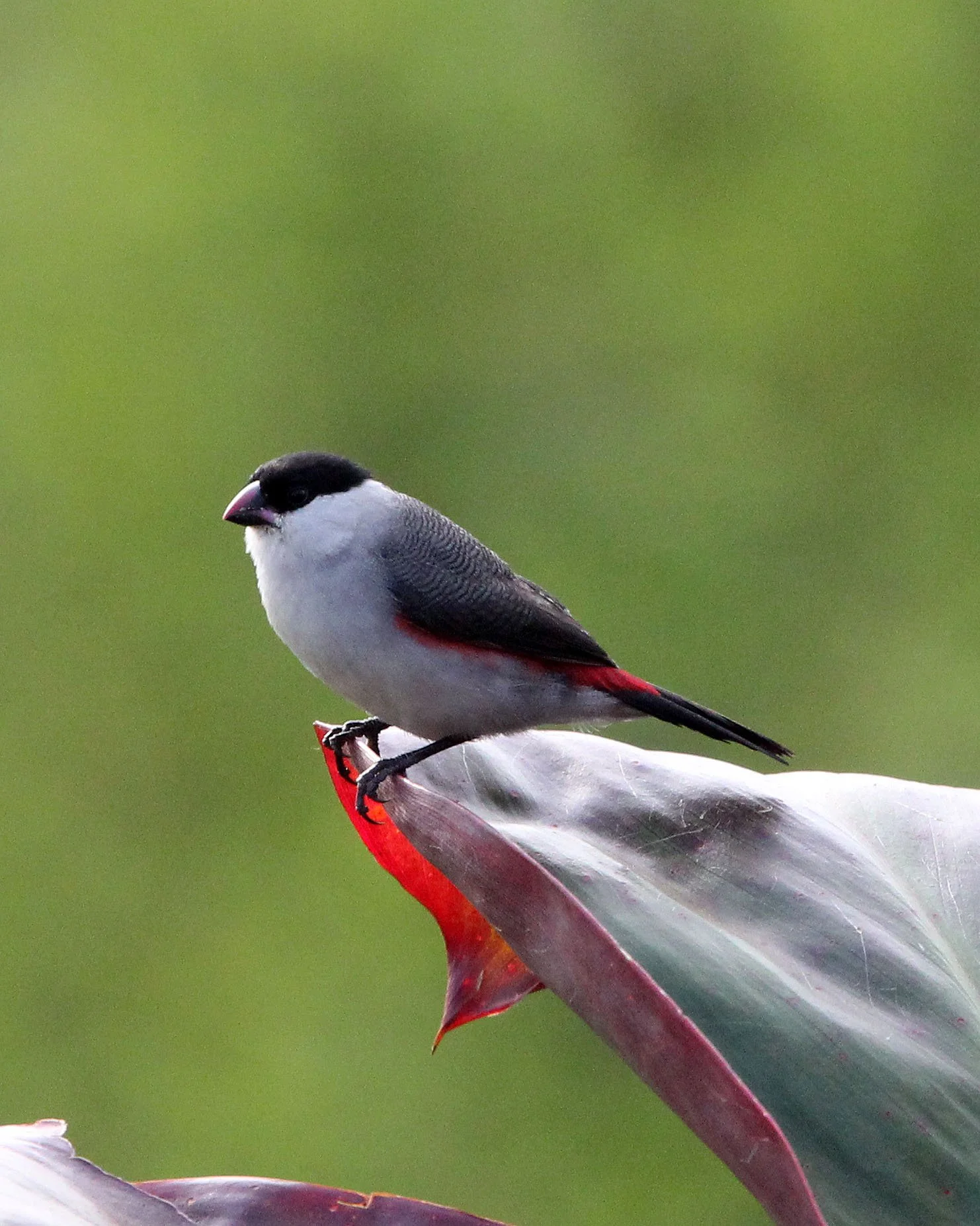 Black-crowned Waxbill (Estrilda nonnula) Ruhengeri Rwanda 2012 (6).JPG