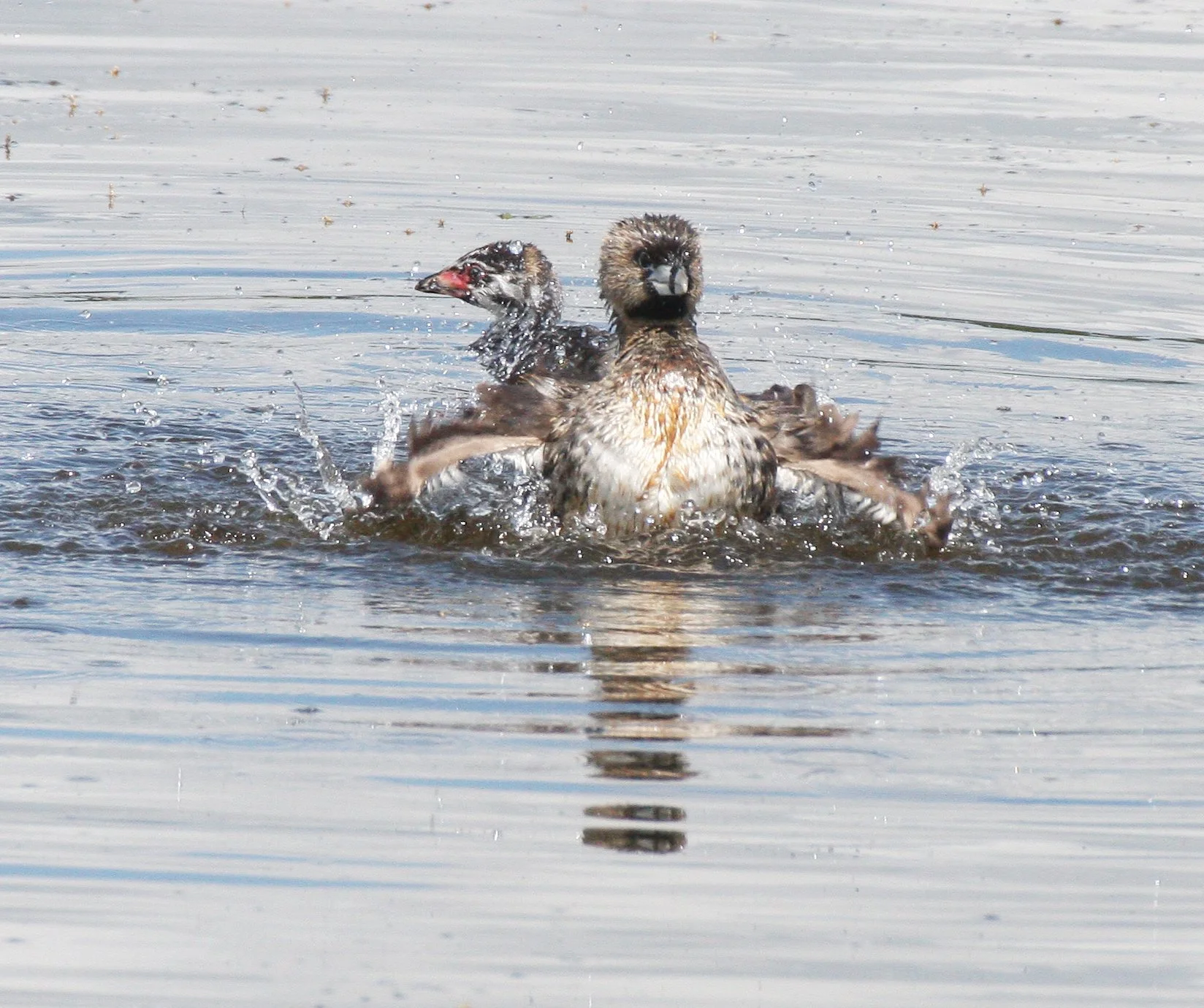 Pied-billed Grebe (Podilymbus podiceps) Ridgefield NWR Washington (59).JPG