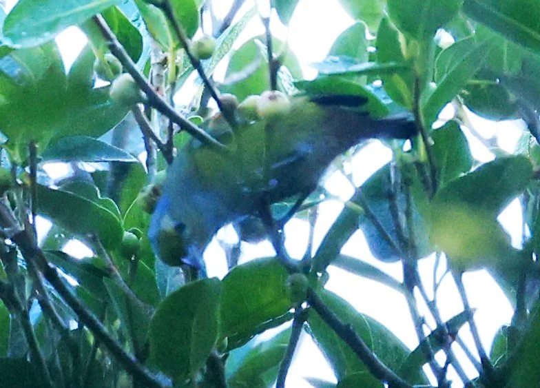 Golden-tailed Parrotlet (Touit surdus) Superagui National Park, Brazil (only one documentation image)