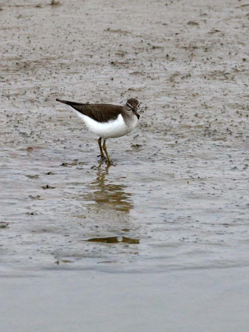 BIRD - SANDPIPER - COMMON SANDPIPER- YANCHENG CHINA (21).JPG