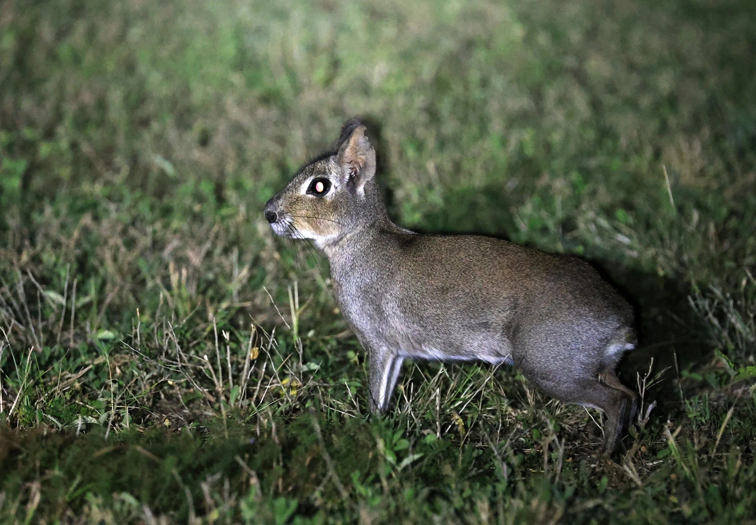 Chacoan Mara (Dolichotis salinicola) Estancia Campo'í Paraguay (95).jpg
