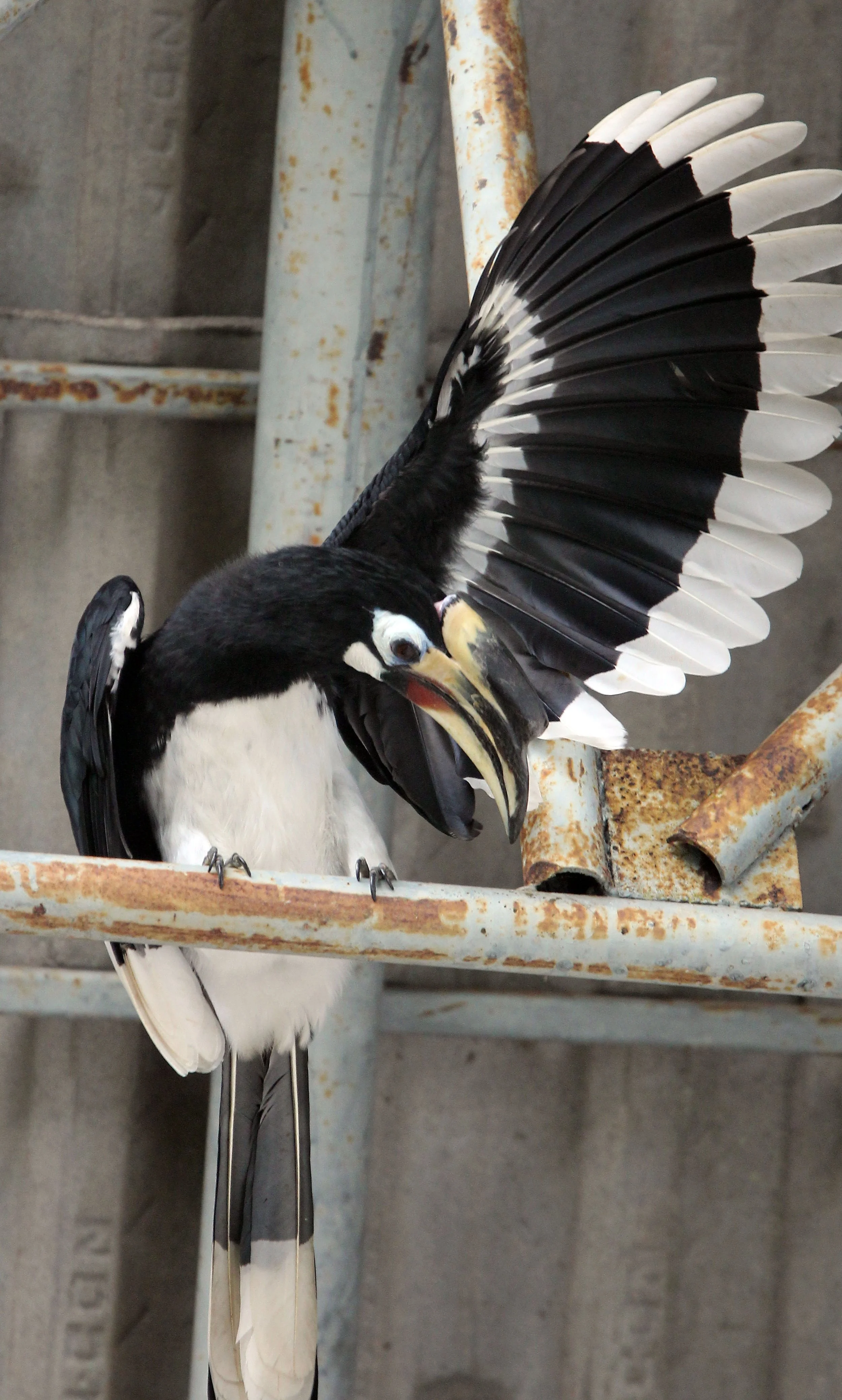 HORNBILL - ORIENTAL PIED HORNBILL - Anthracoceros albirostris - KHAO YAI NATIONAL PARK THAILAND (79).JPG