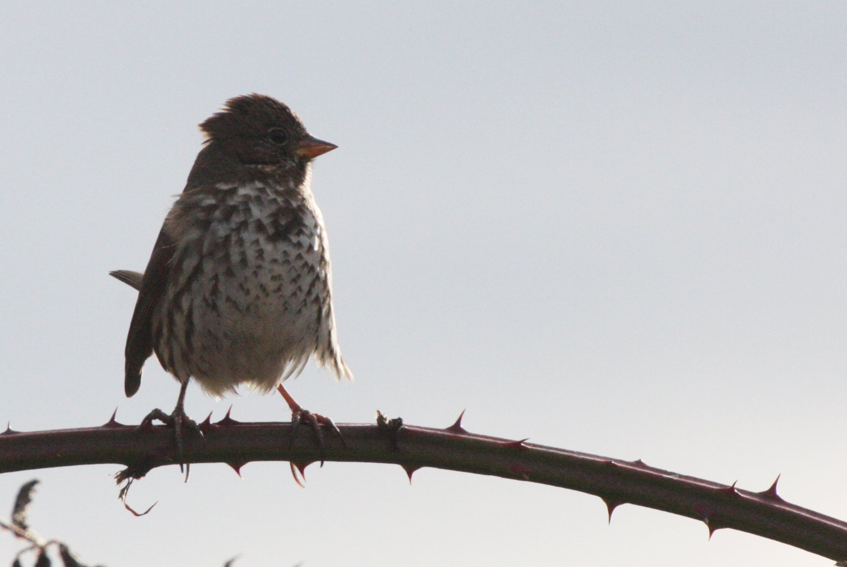 BIRD - SPARROW - FOX SPARROW - JAMESTOWN WA (8).JPG