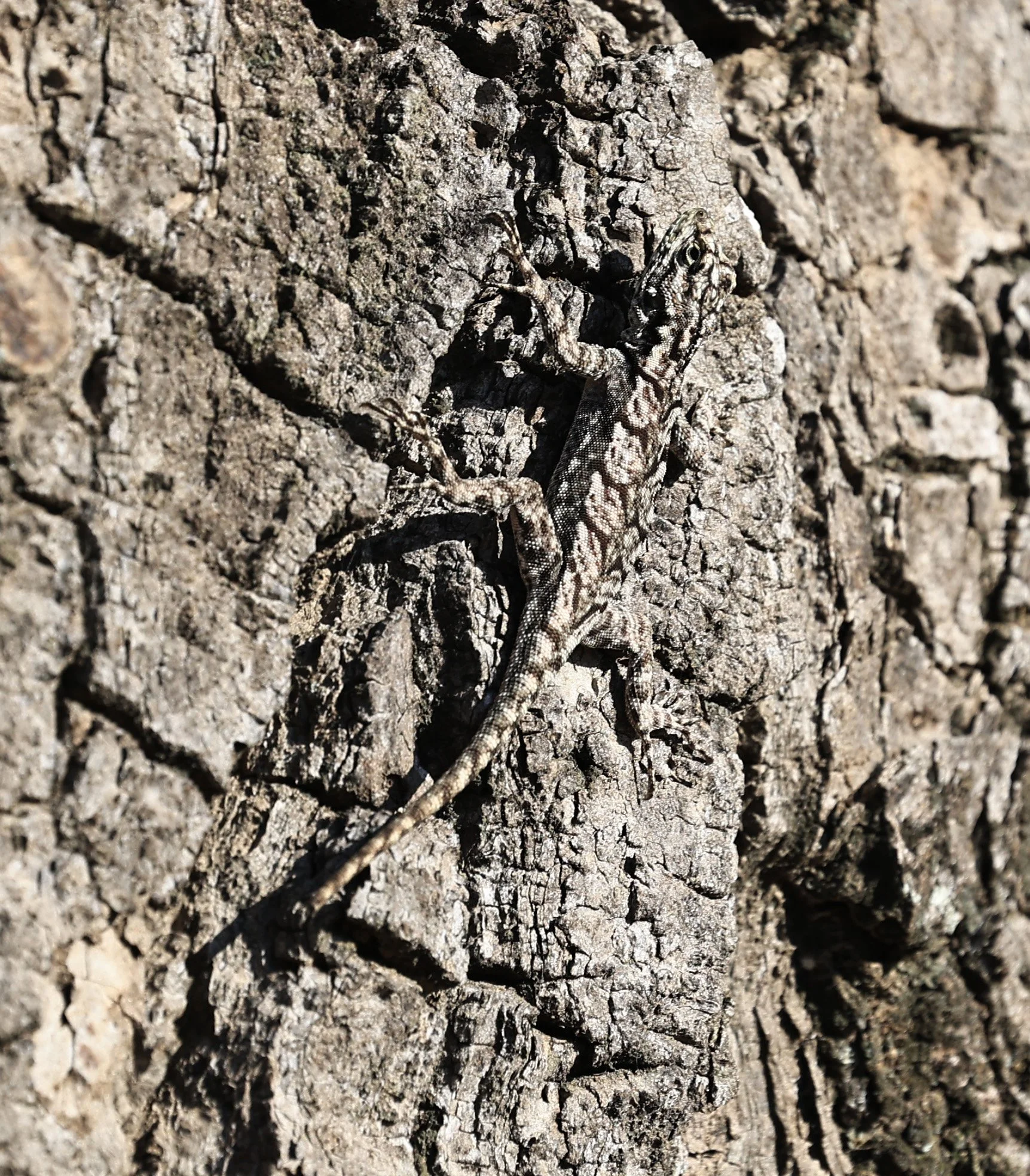 Spiny Lava Lizard (Tropidurus spinulosus) Fortin Toledo Paraguay (7).jpg
