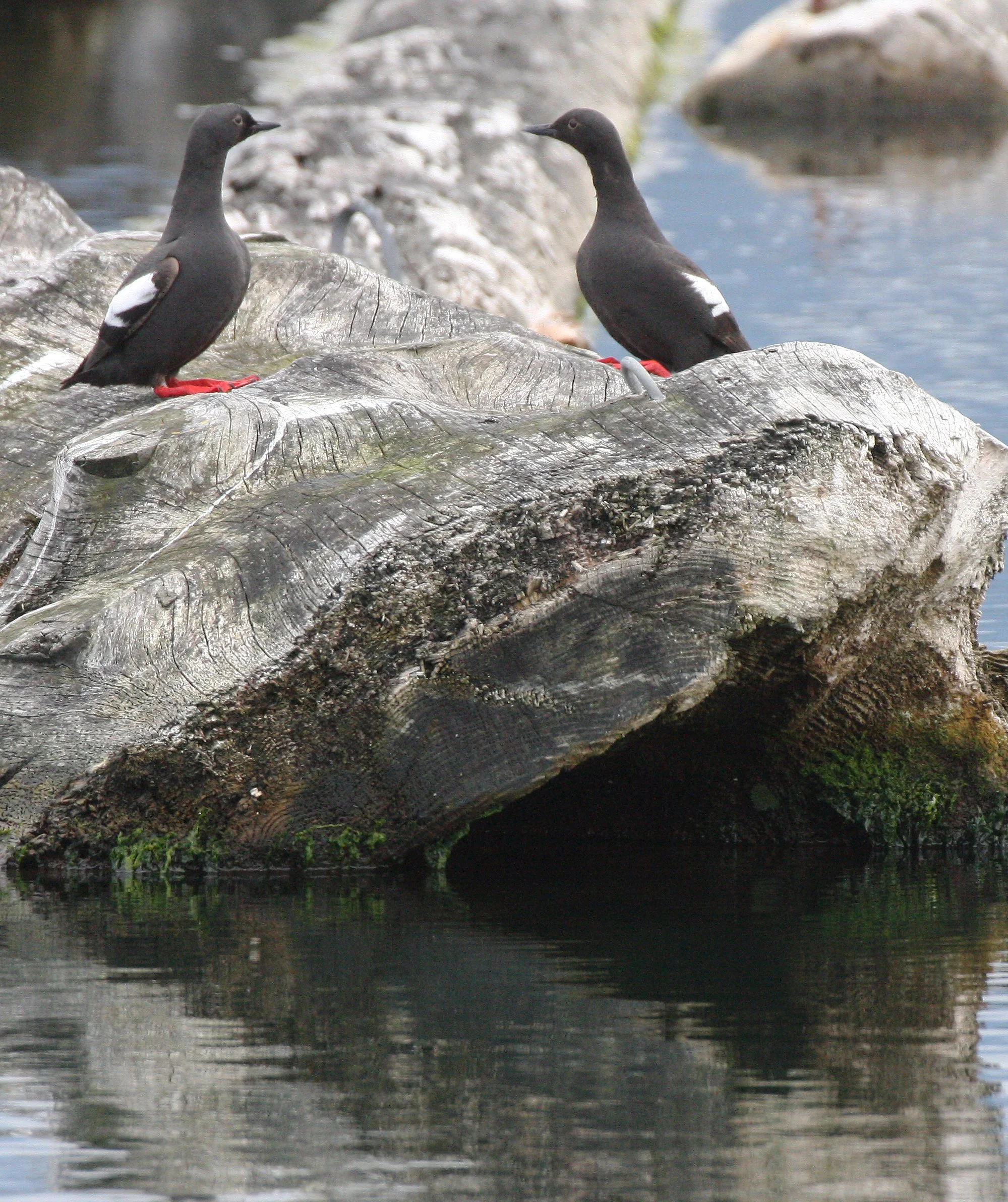 BIRD - GUILLEMOT - PIGEON GUILLEMOT - PORT ANGELES HARBOR WA (45).JPG