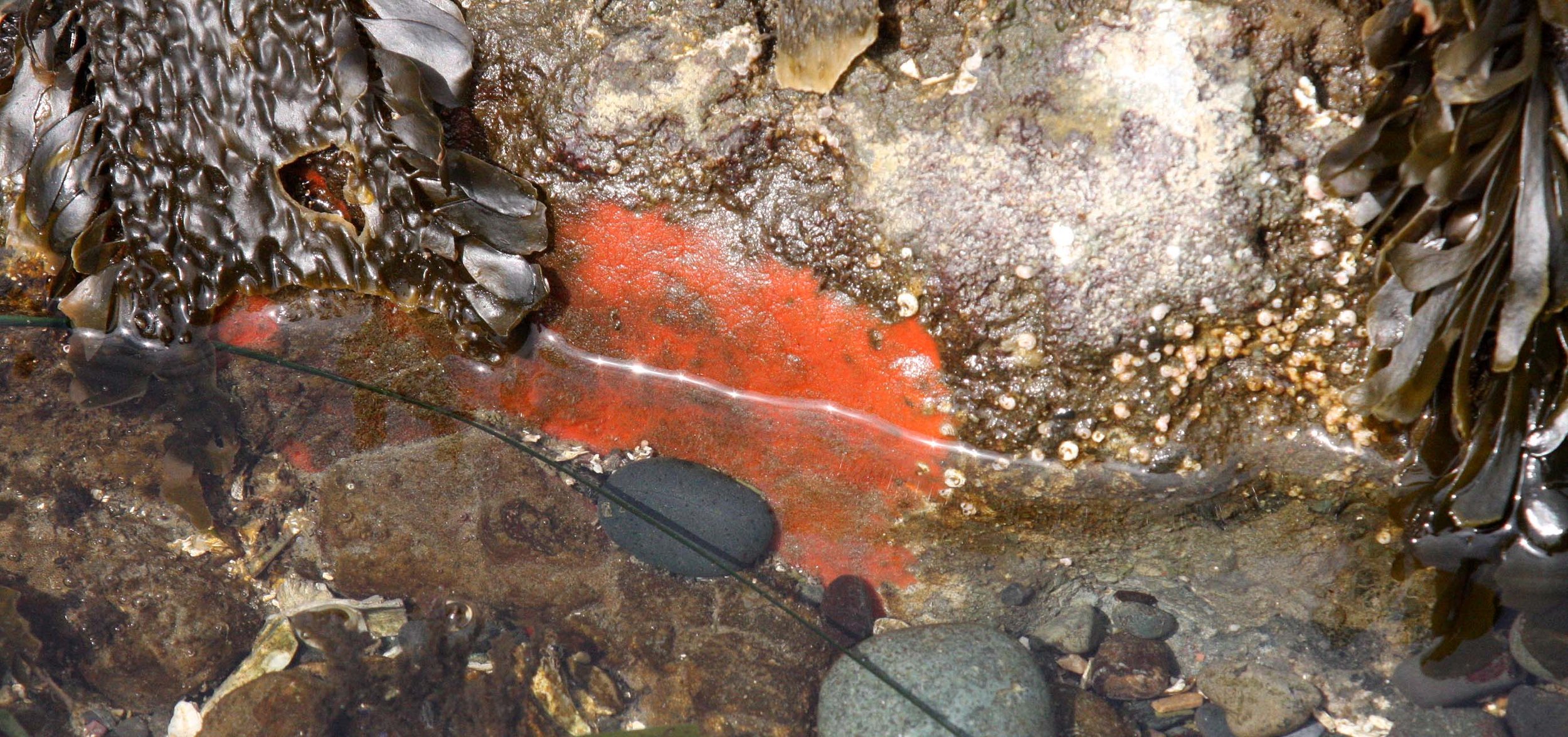 INVERTS - MARINE INTERTIDAL - PORIFERA - RED SEA SPONGE - SALT CREEEK WA.JPG
