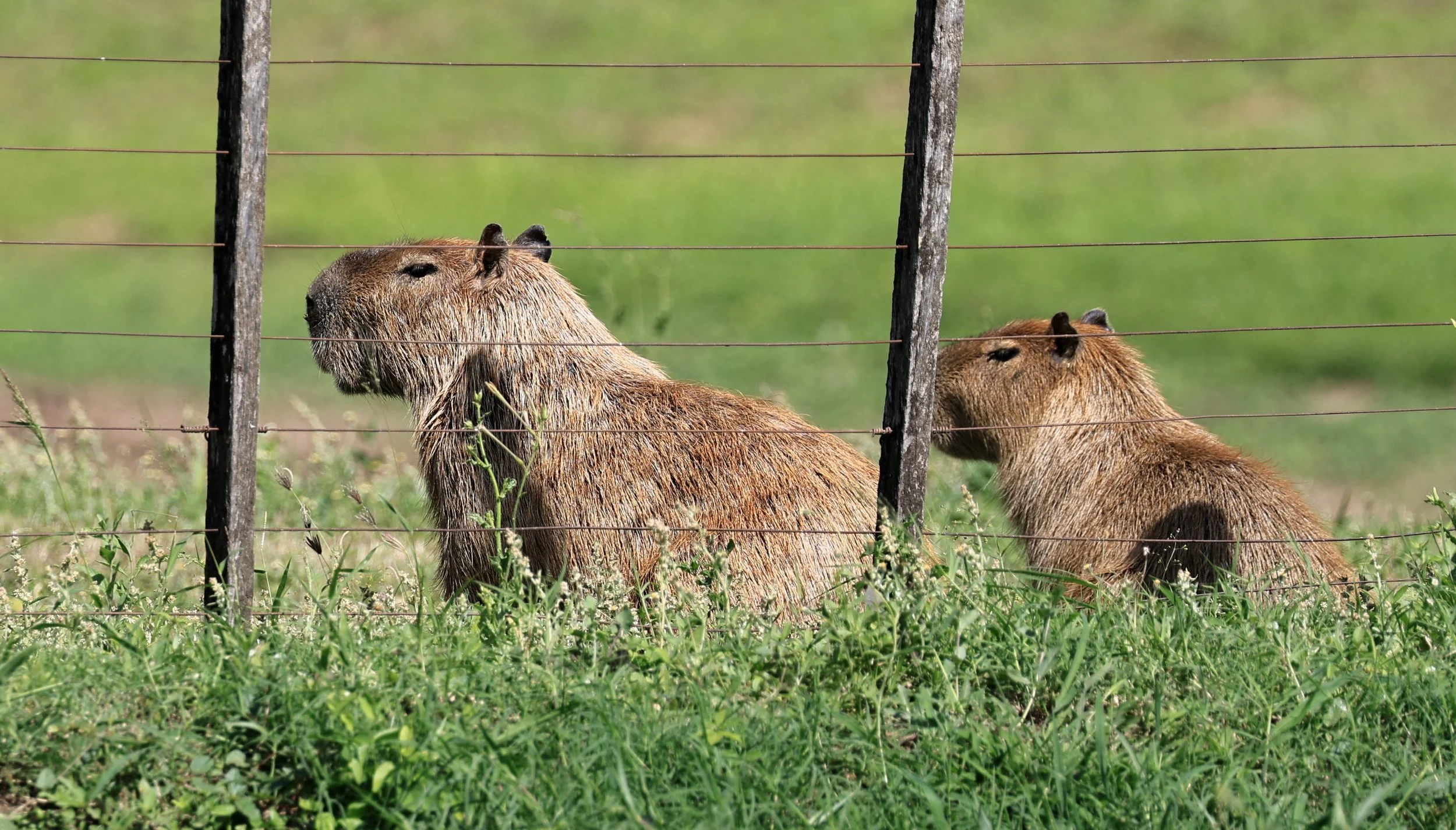 Capybara (Hydrochoerus hydrochaeris) Loma Plata Paraguay - Brunnen Strasse (46).jpg