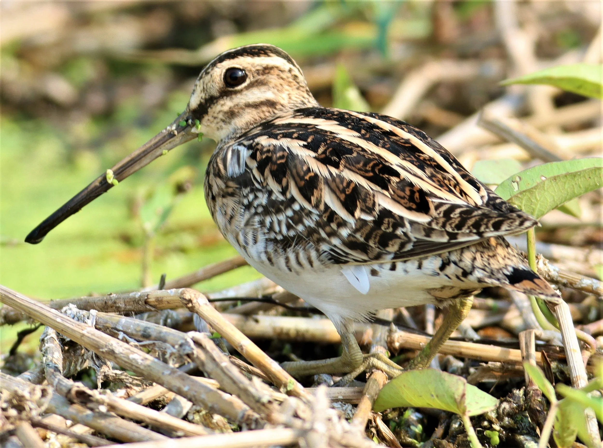 SNIPE - COMMON SNIPE - Gallinago gallinago - LAT KRABANG WETLANDS NEAR BKK (37).jpg