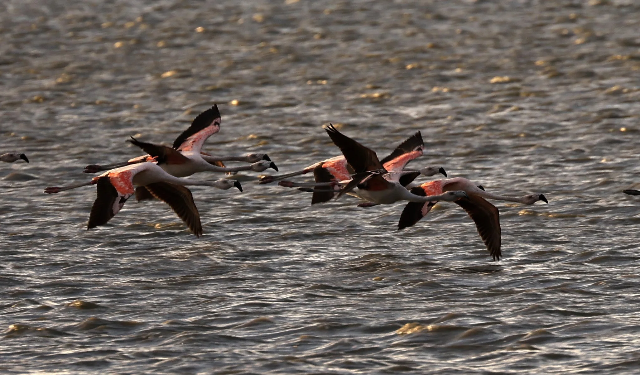 Chilean Flamingo (Phoenicopterus chilensis) Chaco Lodge & Laguna Salada Paraguay (74).jpg