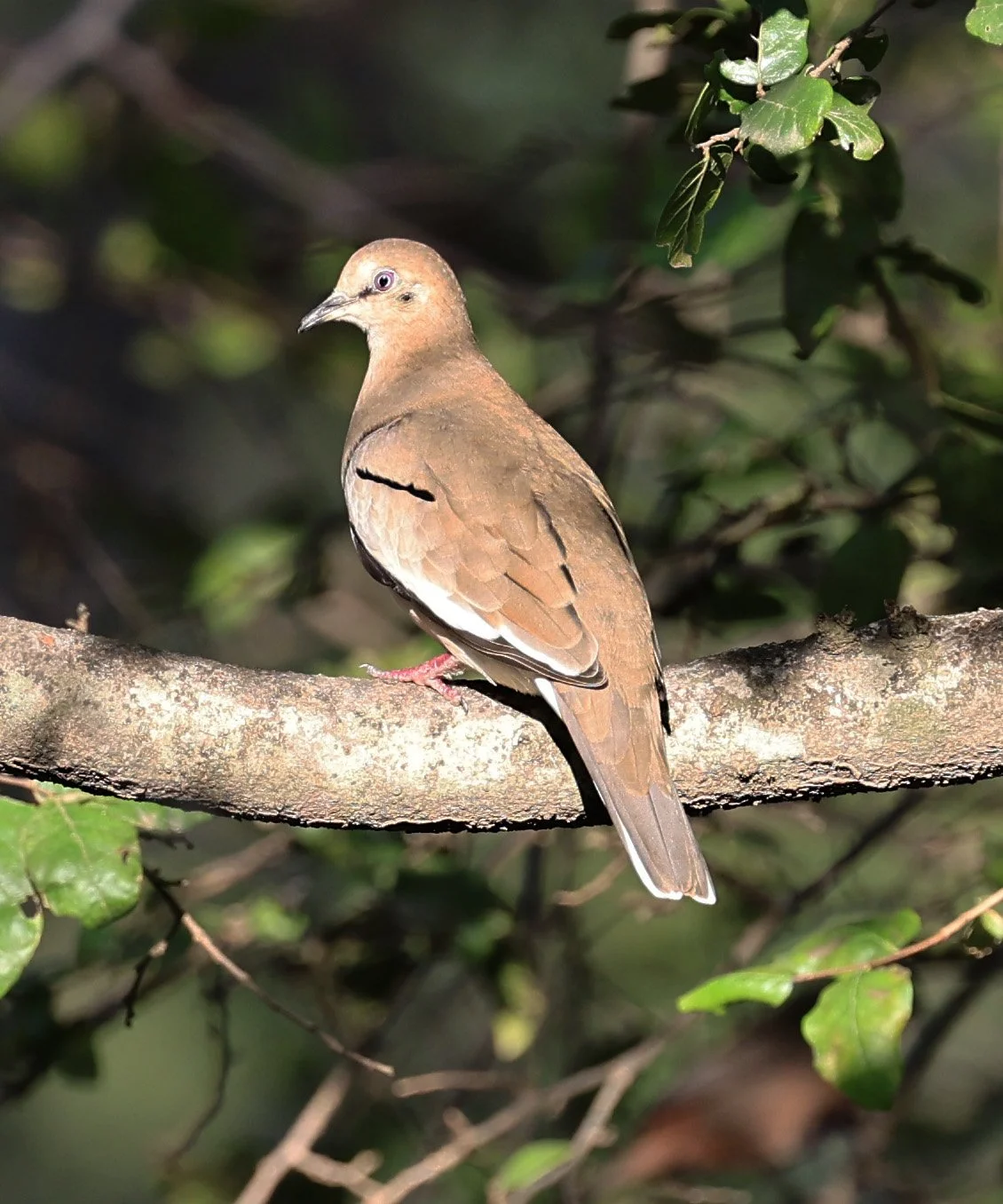 Eared Dove (Zenaida auriculata) Hotel Campestre Iparoma Paraguay  (2).jpg