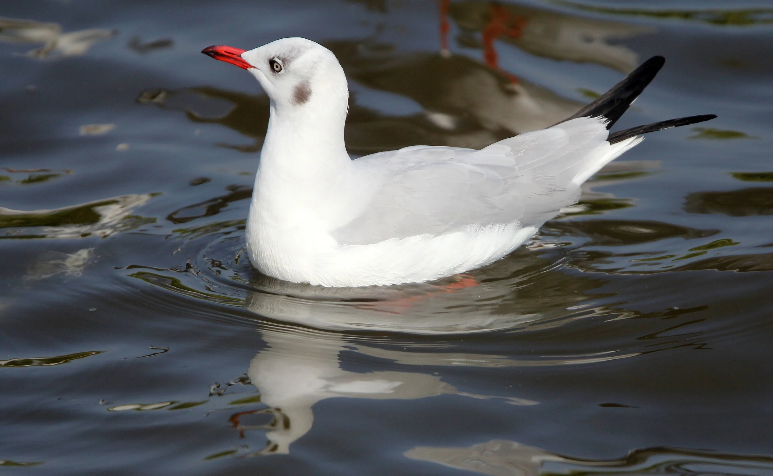 BIRD - GULL - BROWN HEADED GULL - BANG PU NATURE RESERVE THAILAND (11).JPG