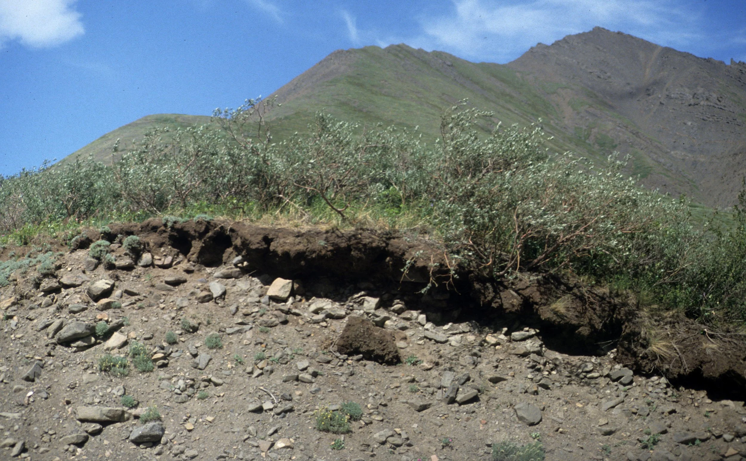 ALASKA - DENALI - PERMAFROST.jpg
