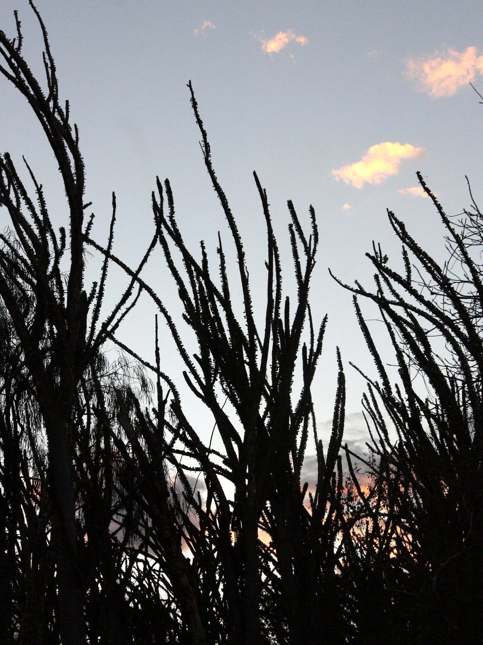 BERENTY RESERVE MADAGASCAR - SUNSET OVER THE SPINY FOREST (4).JPG
