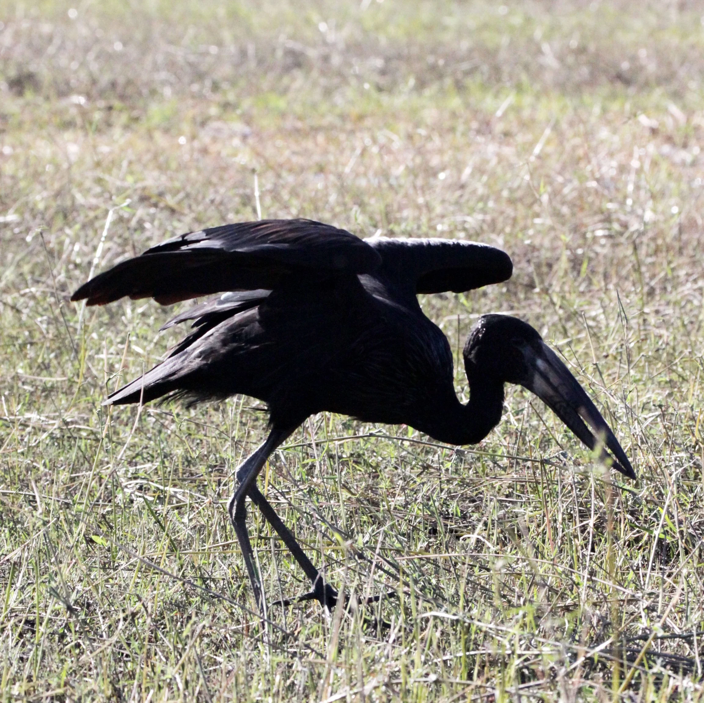 STORK - AFRICAN OPENBILL STORK - Anastomus lamelligerus - CHOBE NATIONAL PARK BOTSWANA (2).JPG