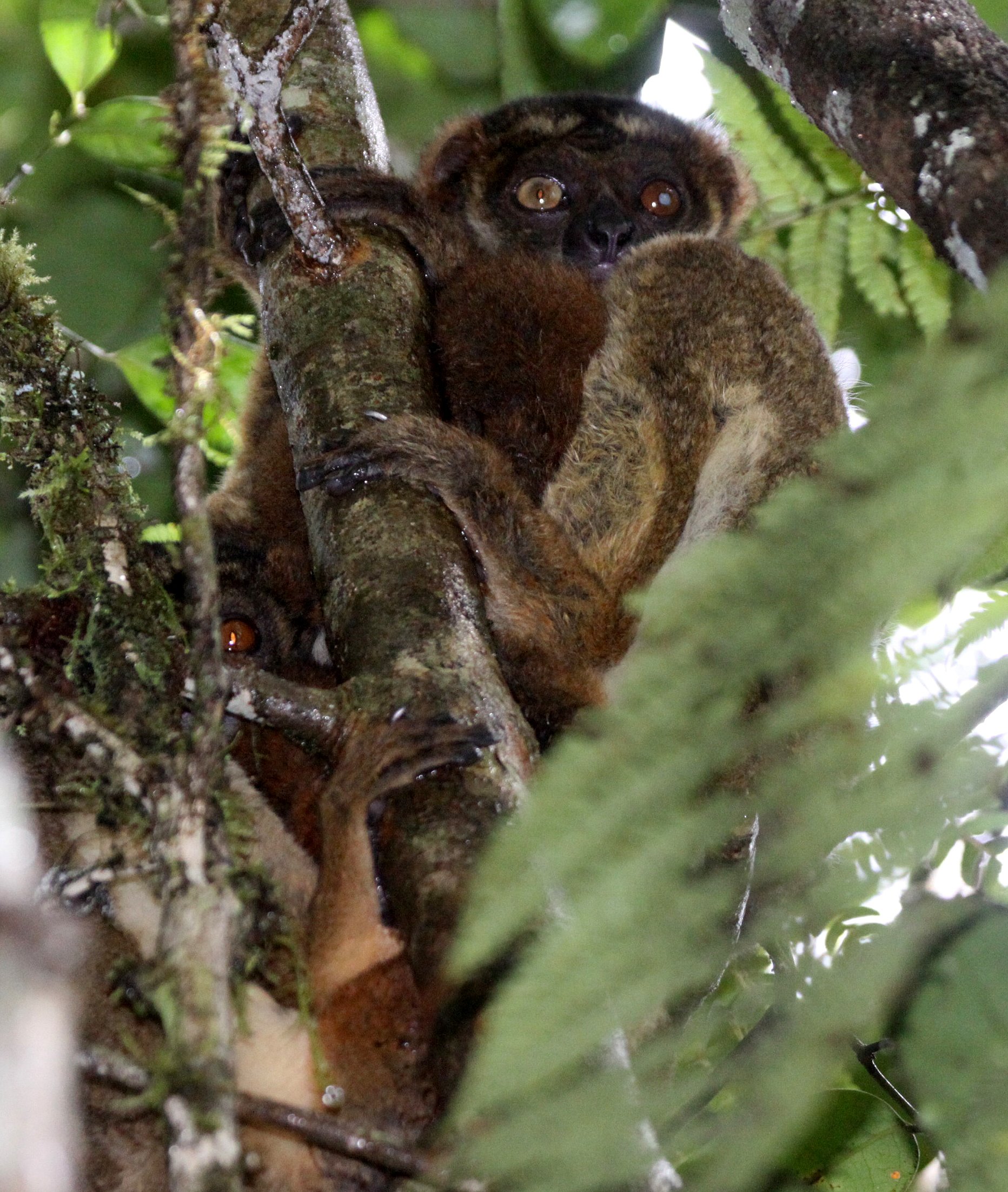 INDRIIDAE - Avahi laniger - EASTERN WOOLLY AVAHI - MANTADIA NATIONAL PARK MADAGASCAR (33).JPG