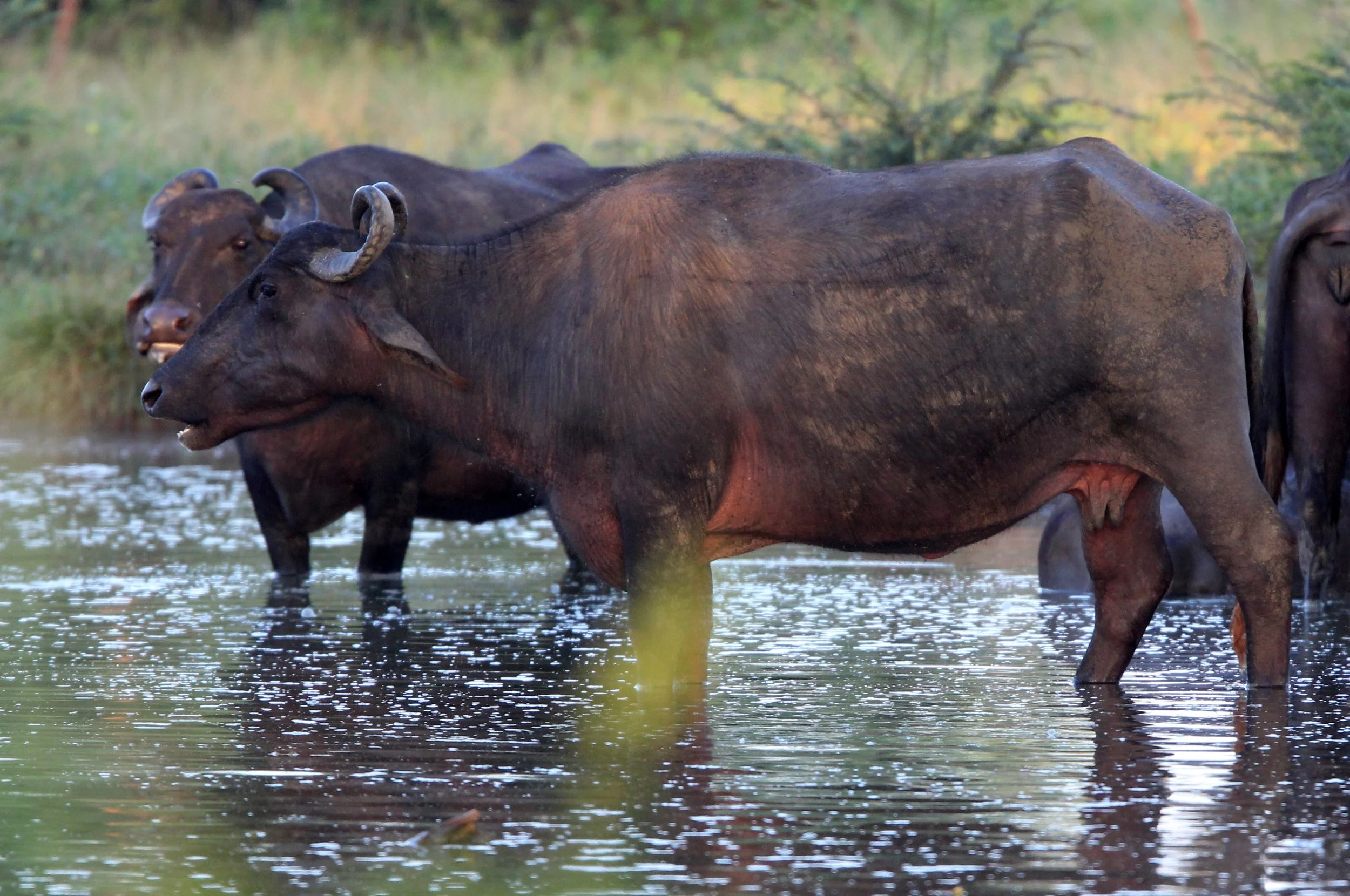 BUFFALO - DOMESTIC RIVER BUFFALO - Bubalus bubalus var. bubalis - UDAWALAWA NATIONAL PARK SRI LANKA (29).JPG