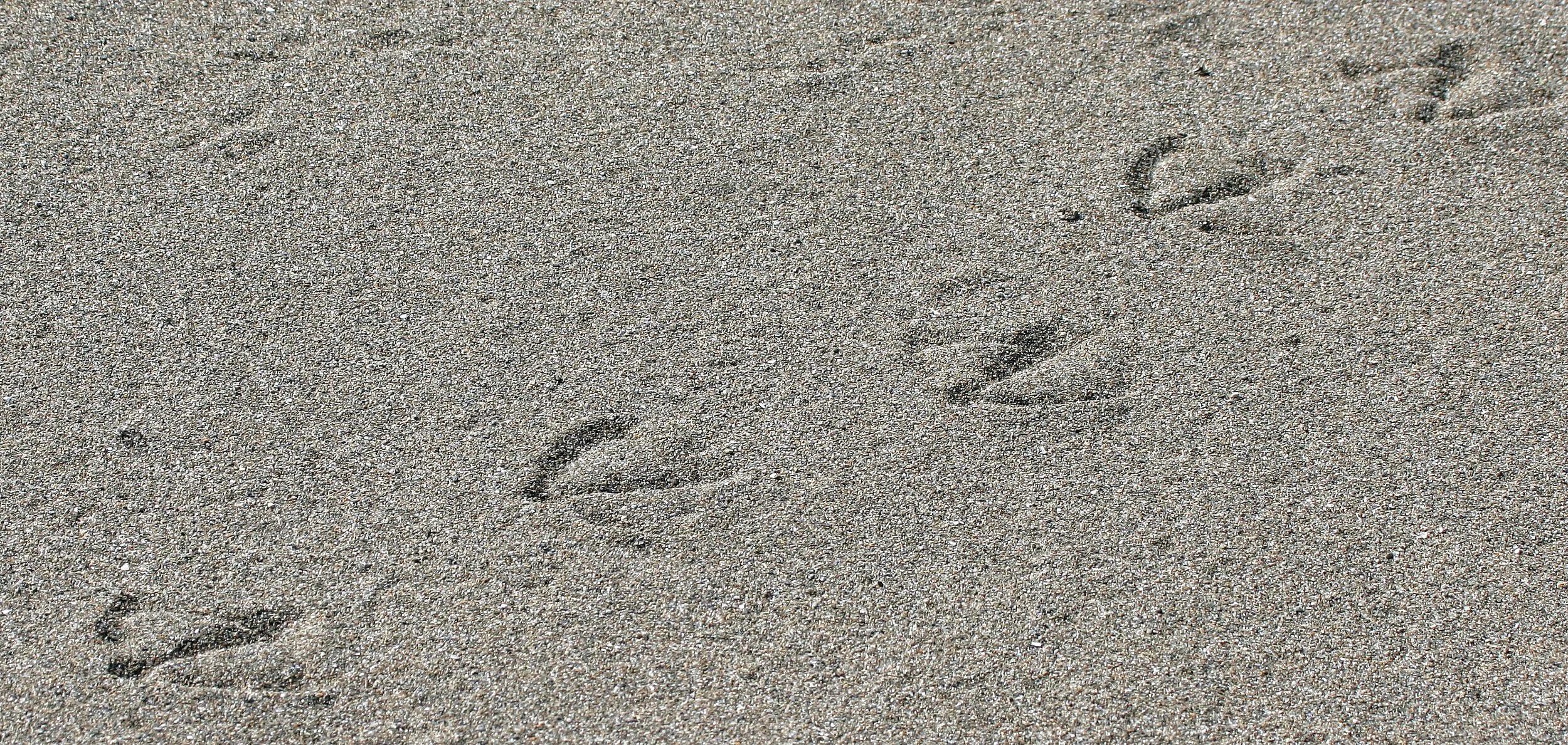 BIRD - GULL - GLAUCOUS GULL TRACKS IN COMMANDERS.jpg