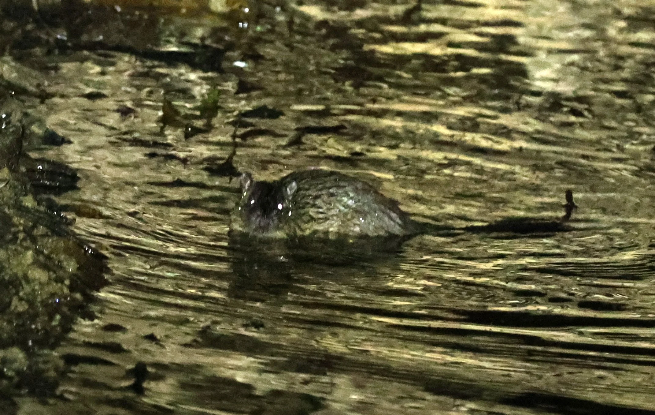 Rakali (Hydromys chrysogaster) Kingfisher Park Birdwatchers Lodge - Queensland