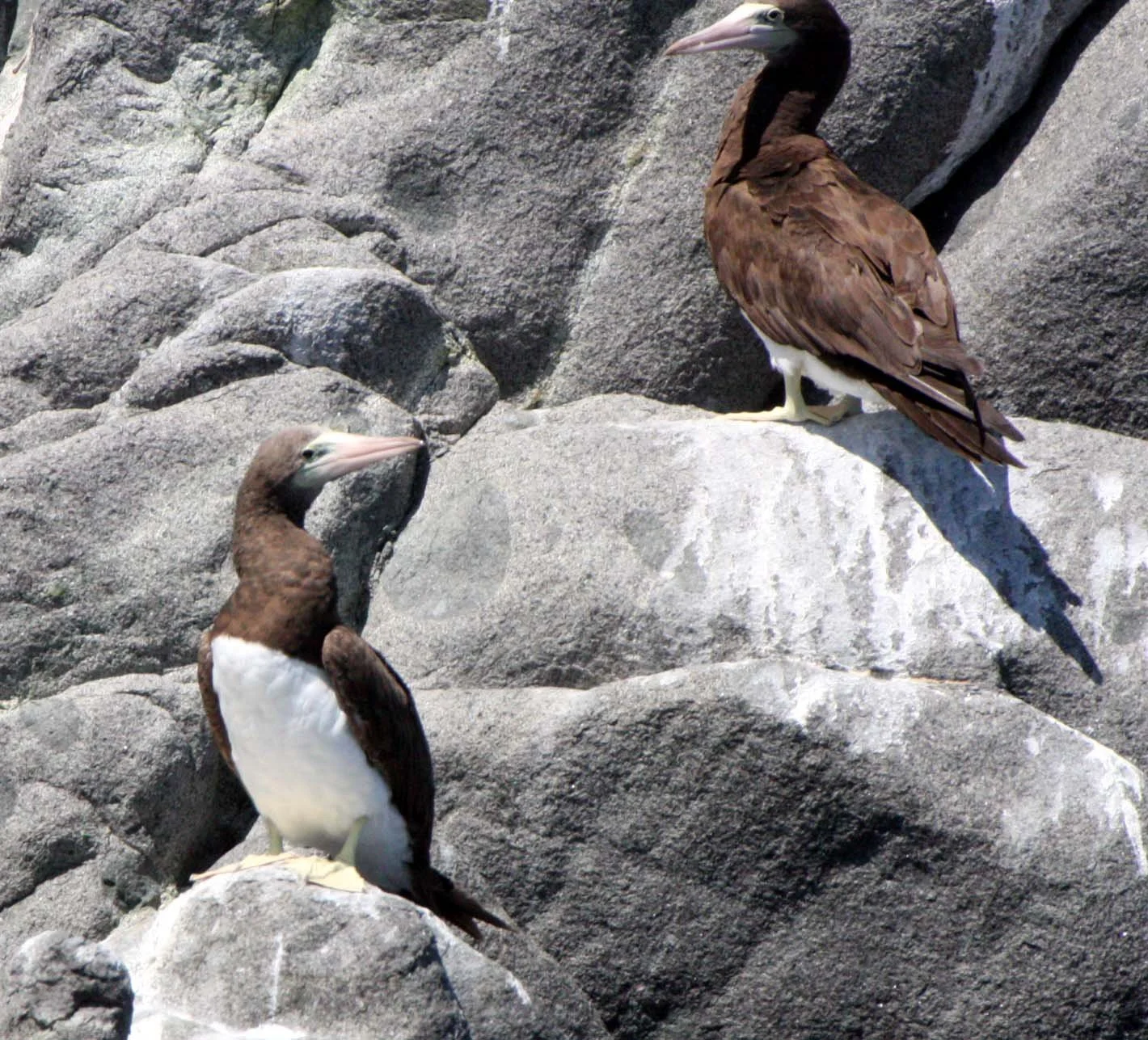 Brown Booby (Sula leucogaster) Santa Catalina Island Baja Mexico (11).JPG