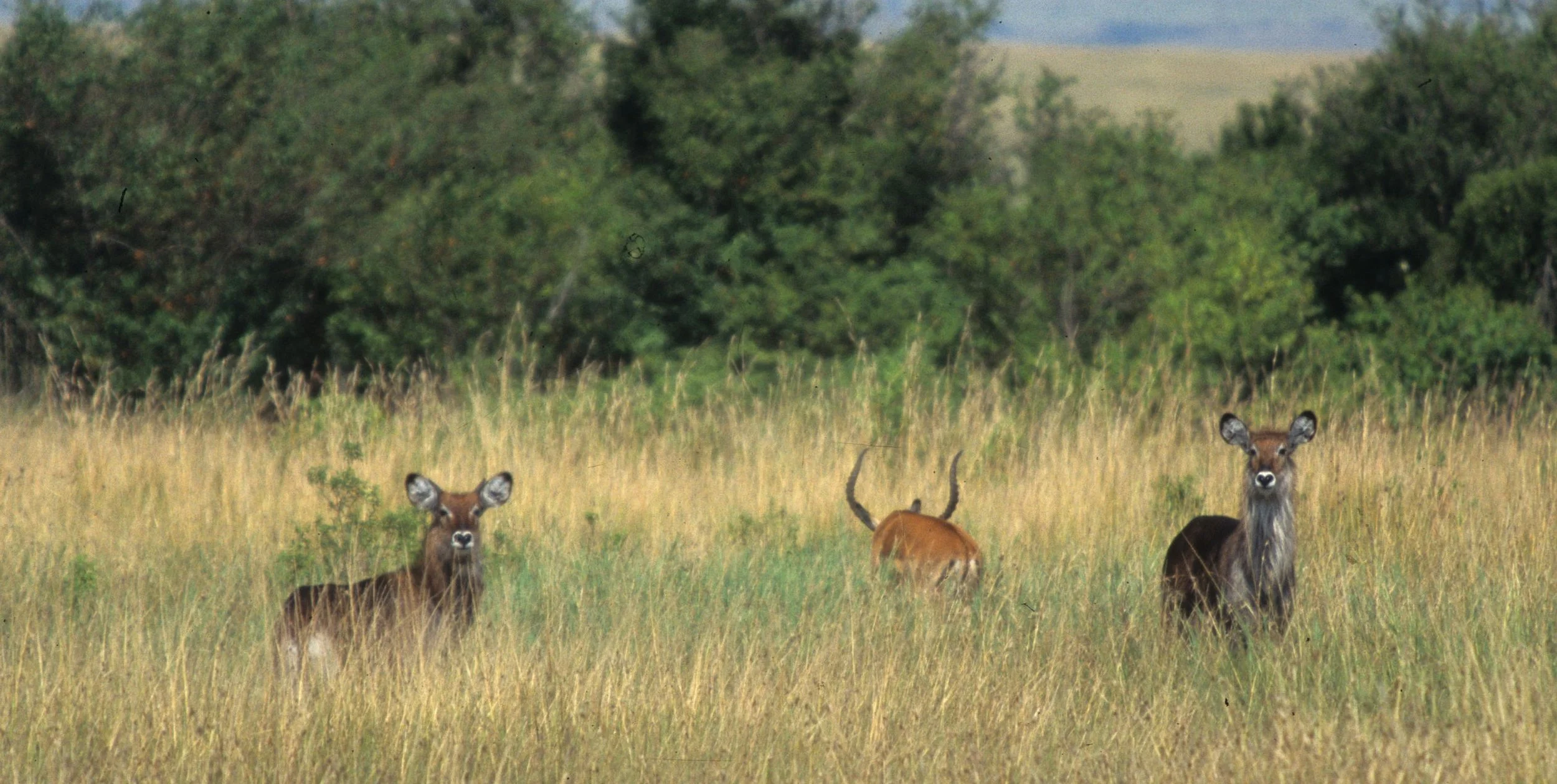 BOVID - WATERBUCK - DEFASSA - UGANDA (23).jpg