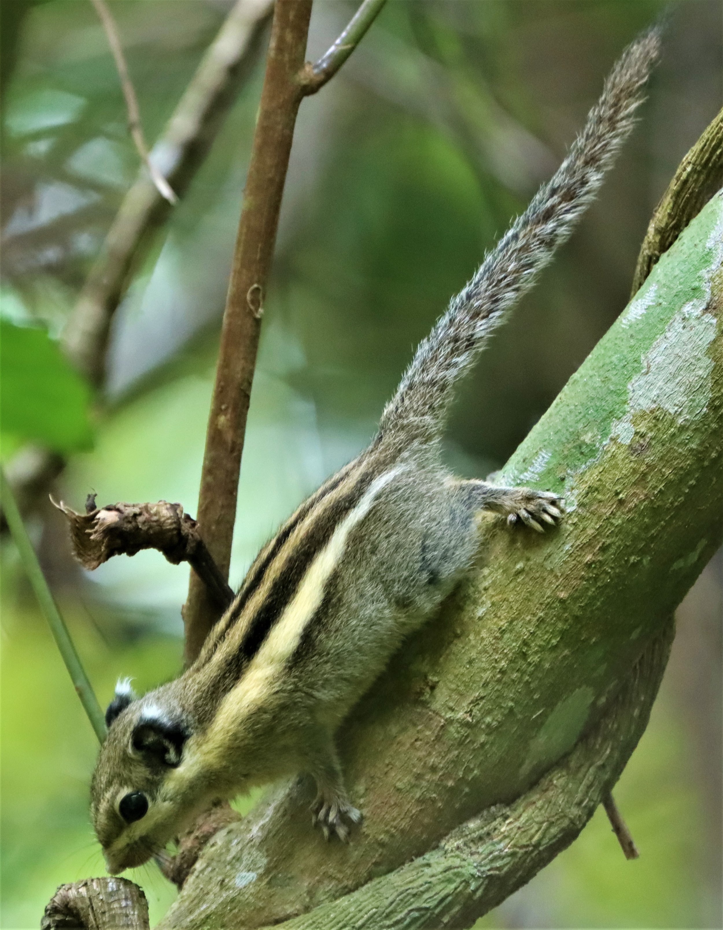 Tamiops mcclellandii - WESTERN STRIPED SQUIRREL - DOI INTHANON JULY 2 2021 (2).jpg