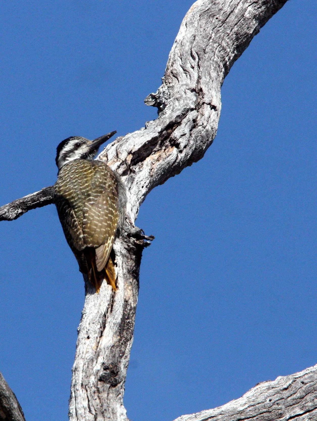 BIRD - WOODPECKER - BEARDED WOODPECKER - DENDROPICOS NAMAQUUS - FEMALE - KHWAI CAMP OKAVANGO BOTSWANA (9).JPG