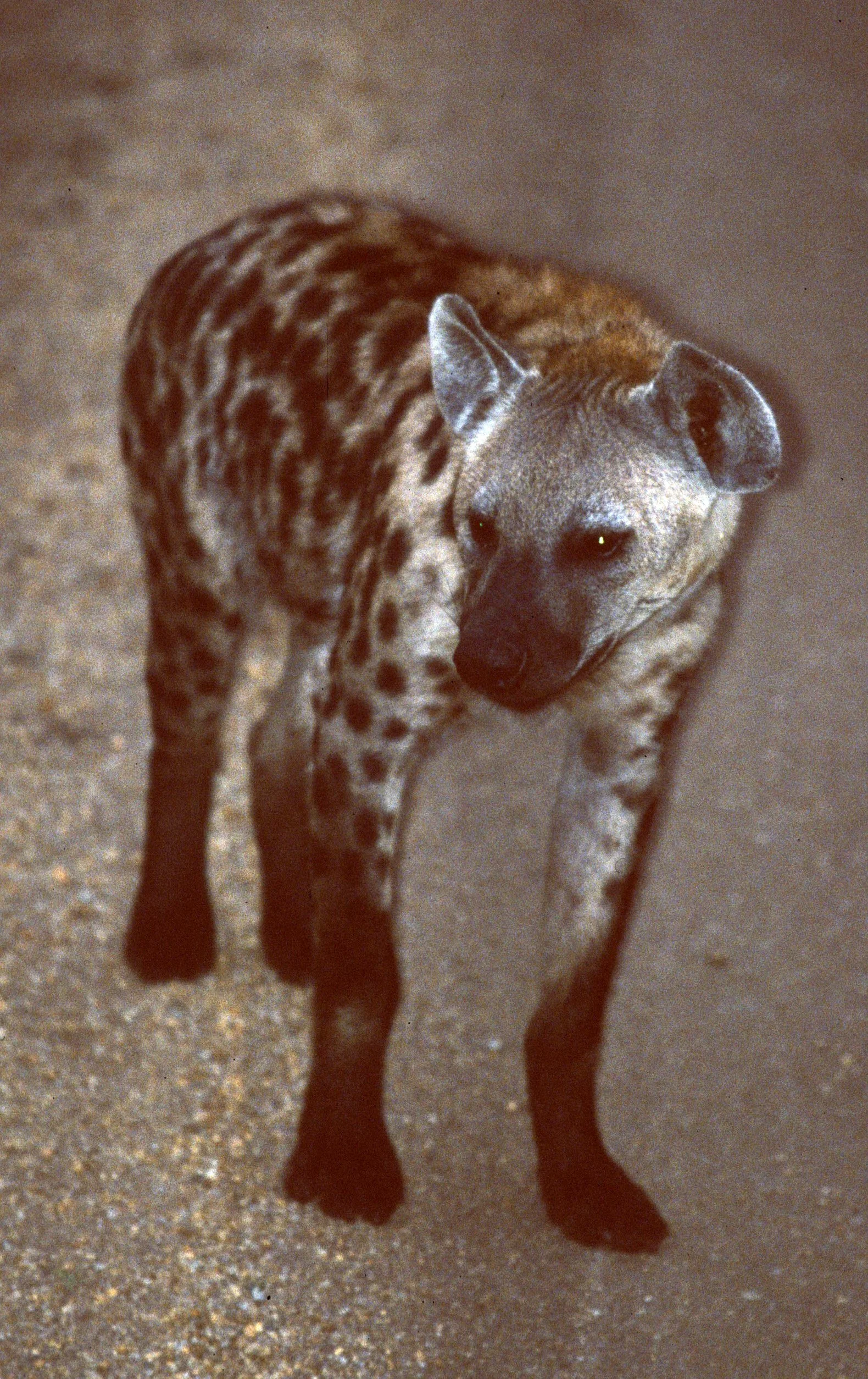 HYENA - SPOTTED - UGANDA 4.jpg