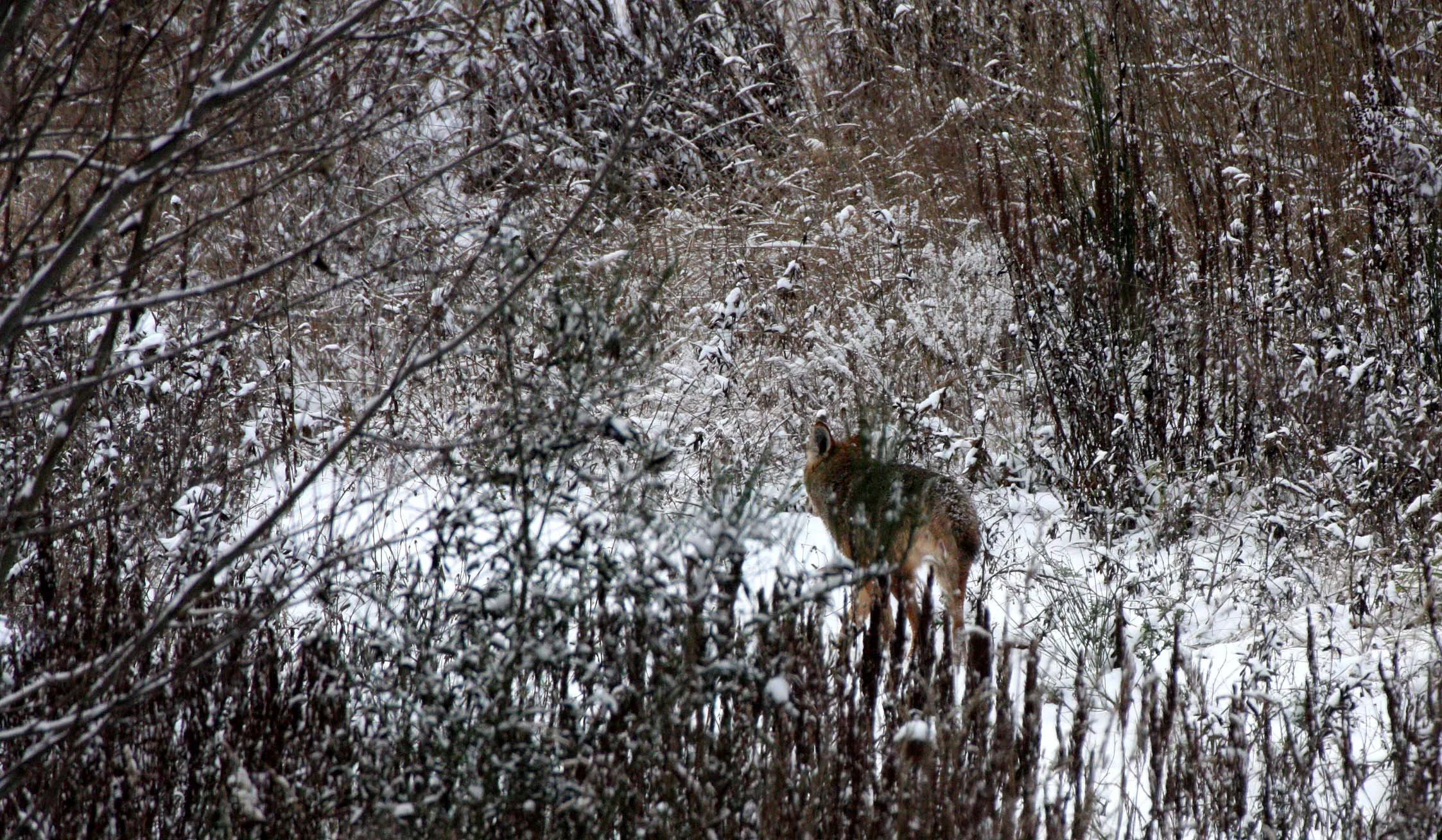 CANID - COYOTE - NORTHWESTERN COYOTE - DUNGENESS RIVER WA.JPG