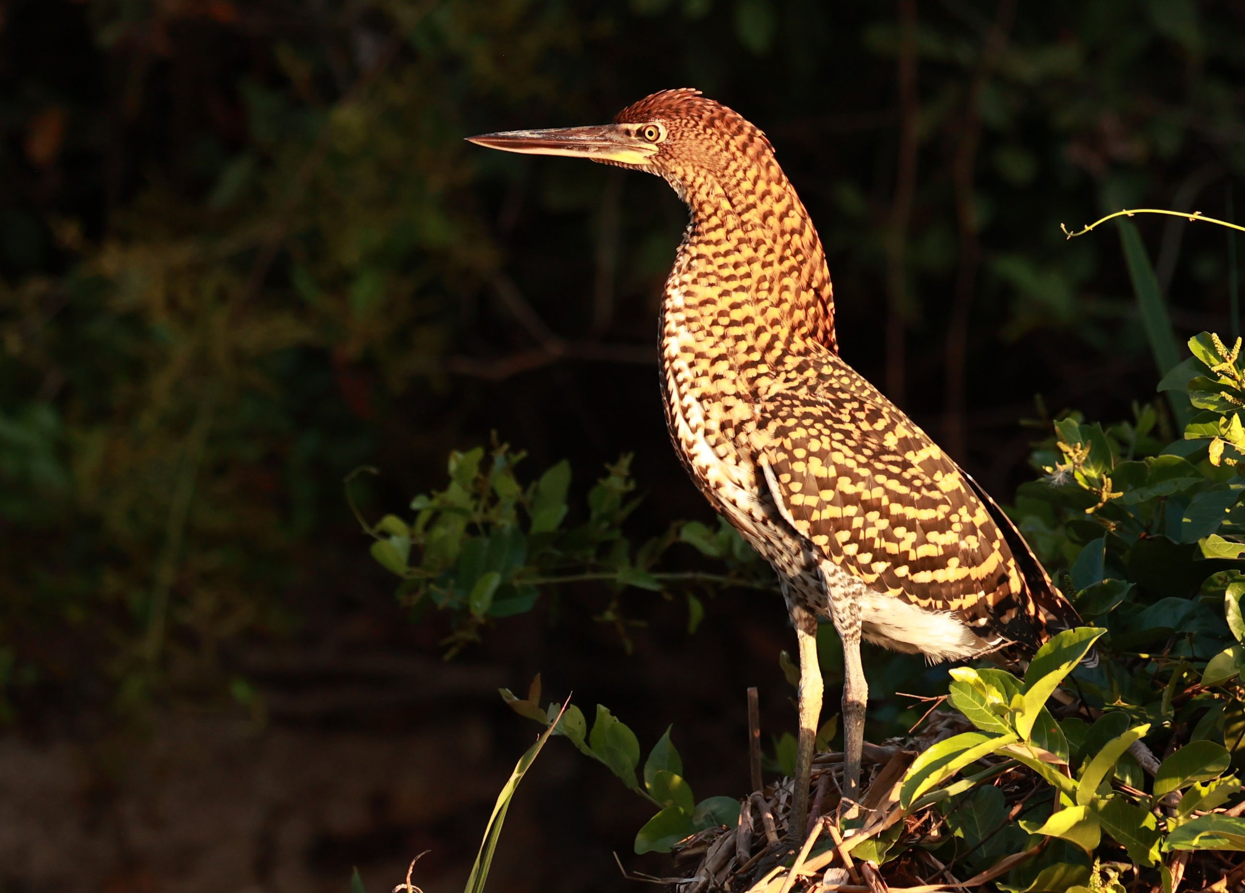 Heron - Rufescent Tiger-Heron - Tigrisoma lineatum - Pantanal, Encontro das Águas State Park, Porto Jofre, Cuiaba River, Brazil (17).jpg