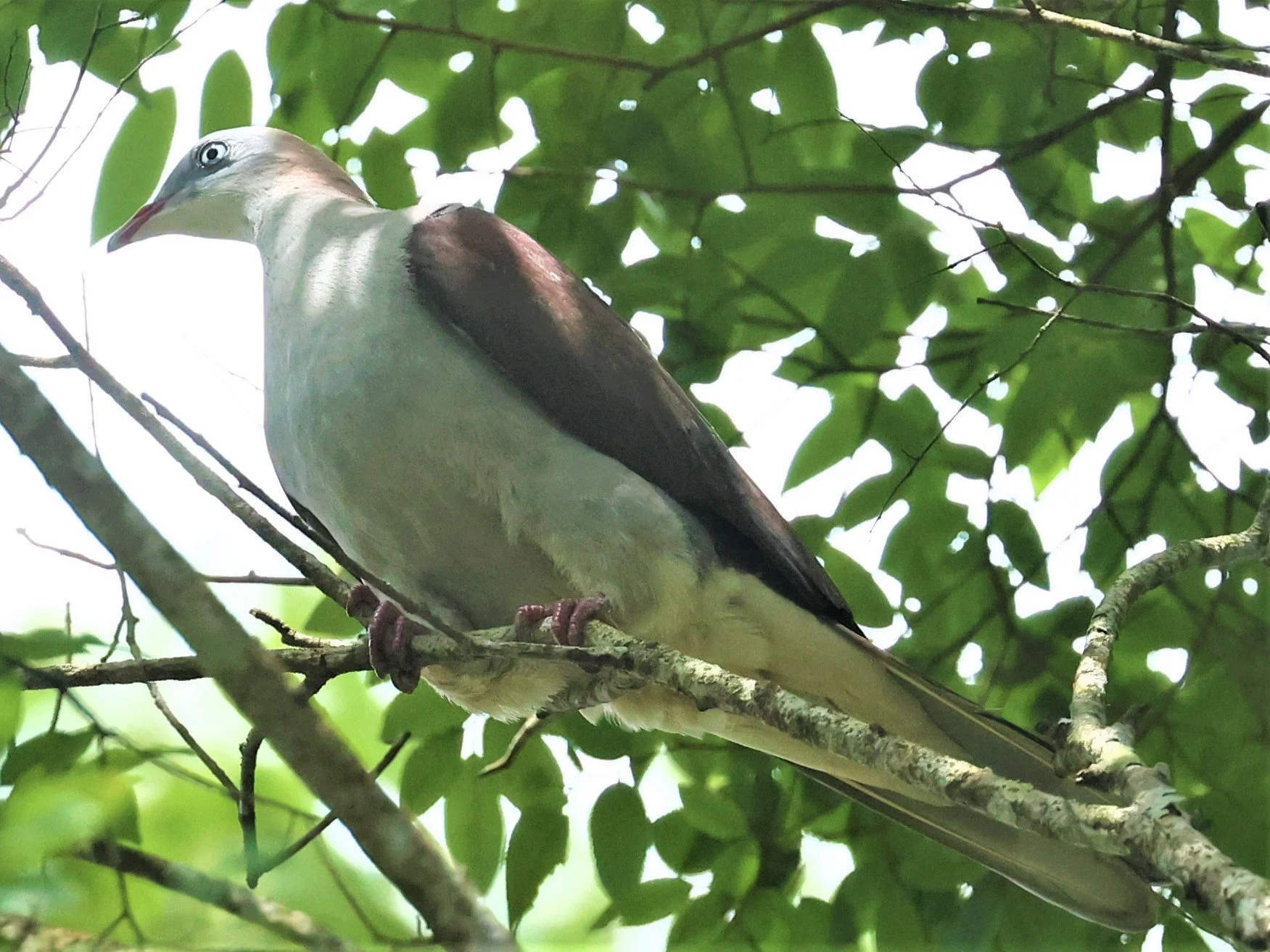 Mountain Imperial-Pigeon (Ducula badia) KhaoYai NP Thailand (19).jpg