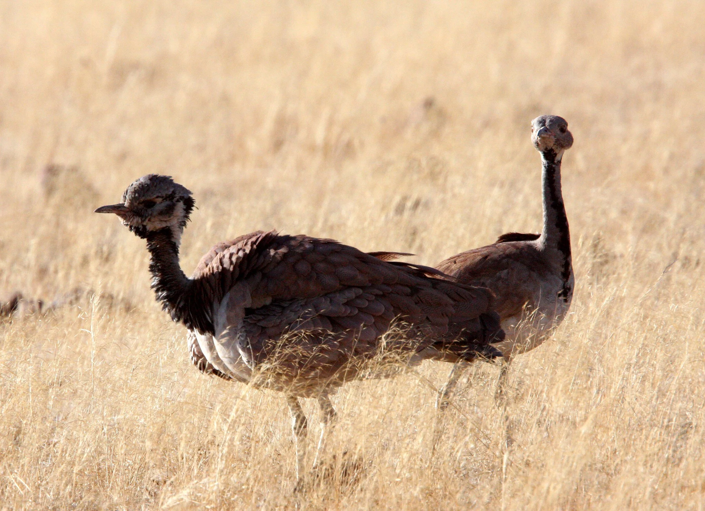 Ruppell's Korhaan (Eupodotis reupellii) Damaraland Namibia (8).JPG