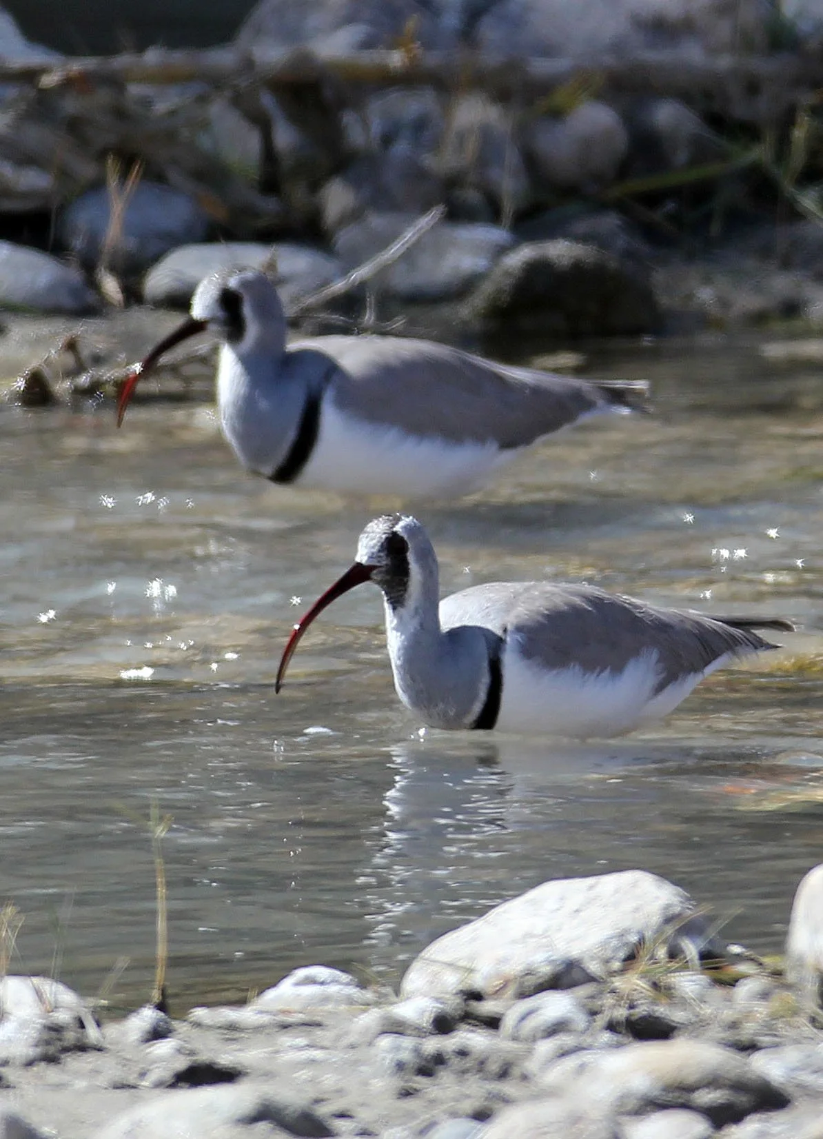 BIRD - IBISBILL - HEMIS NATIONAL PARK - LADAKH INDIA - JAMMU & KASHMIR NEAR LEH (75).JPG