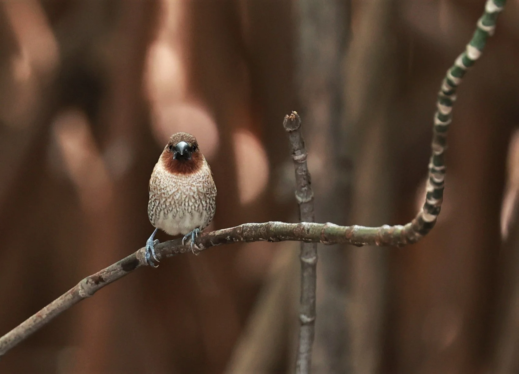 MUNIA - SCALY-BREASTED MUNIA - Lonchura punctulata - Bang Pu Mangrove Forest March 2023 (8).jpg