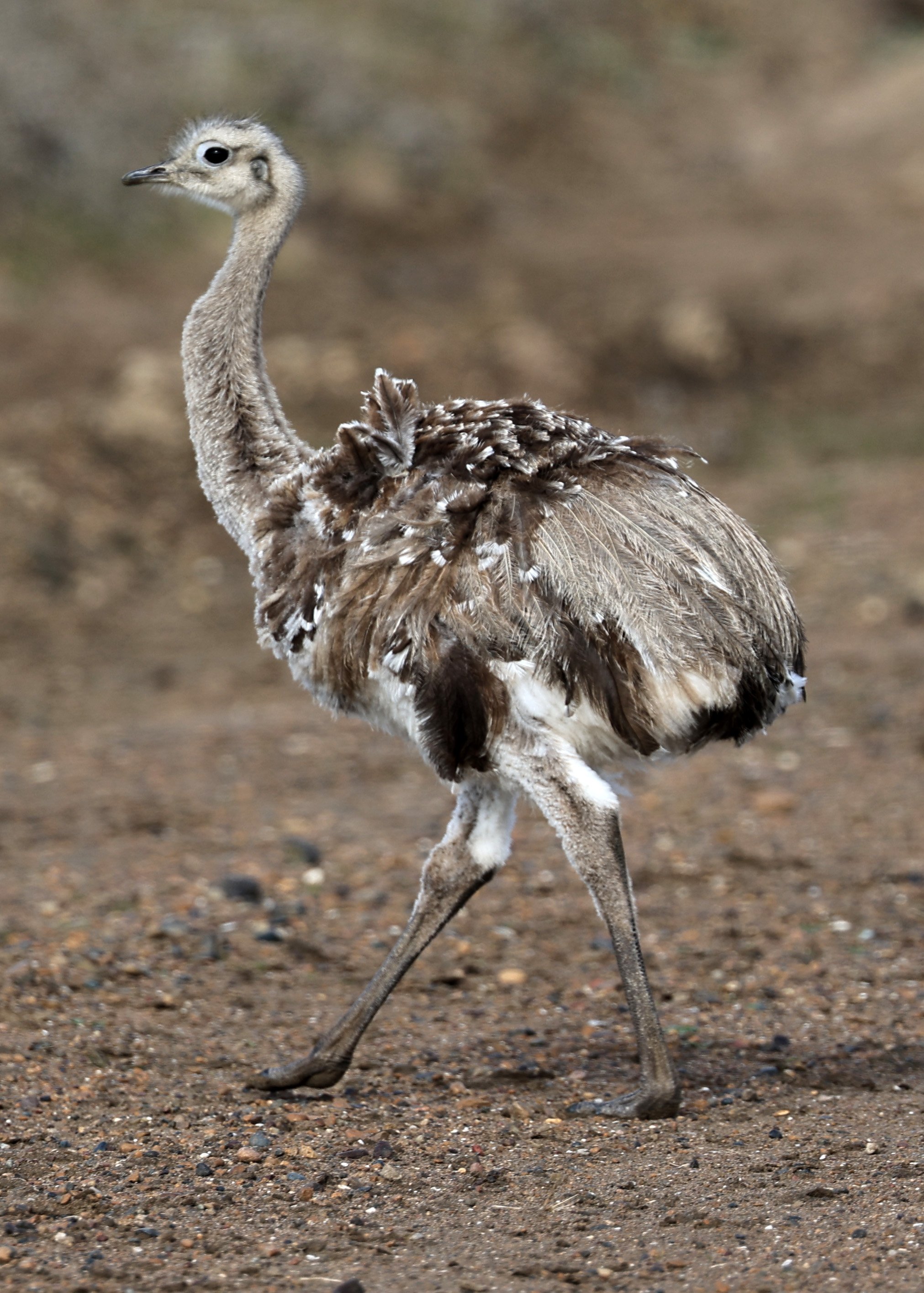 Lesser or Darwin's  Rhea (Rhea pennata) Valdes Peninsula, Chubut Province, Argentina Day 2 (10).jpg