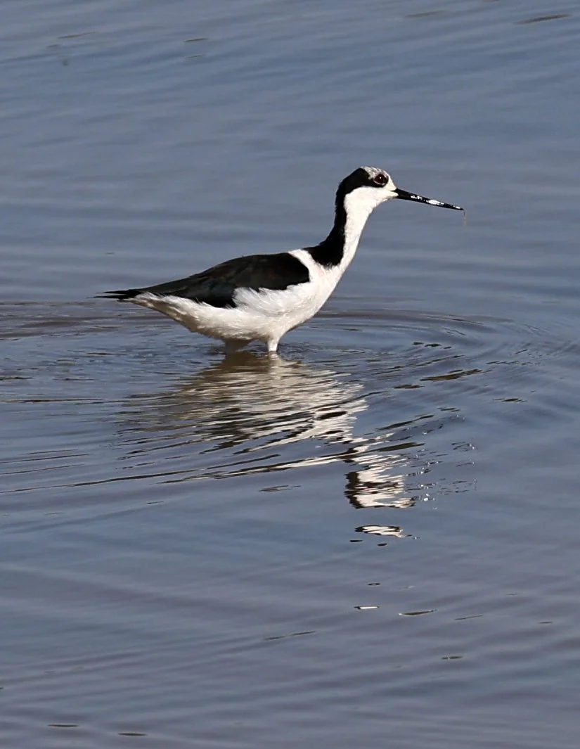 Black-necked Stilt (Himantopus mexicanus melanurus) 