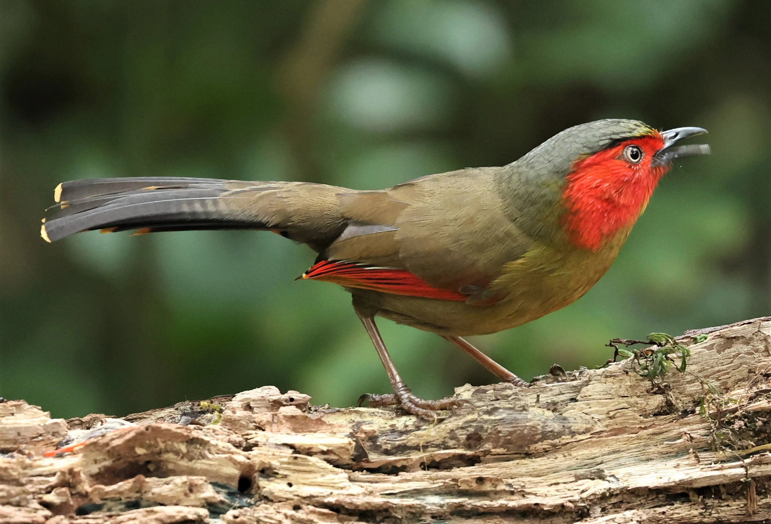 LIOCICHLA - SCARLET-FACED LIOCICHLA - Liocichla ripponi - DOI PHA HOM POK NP DOI LANG EAST FEB 2022 (59).jpg