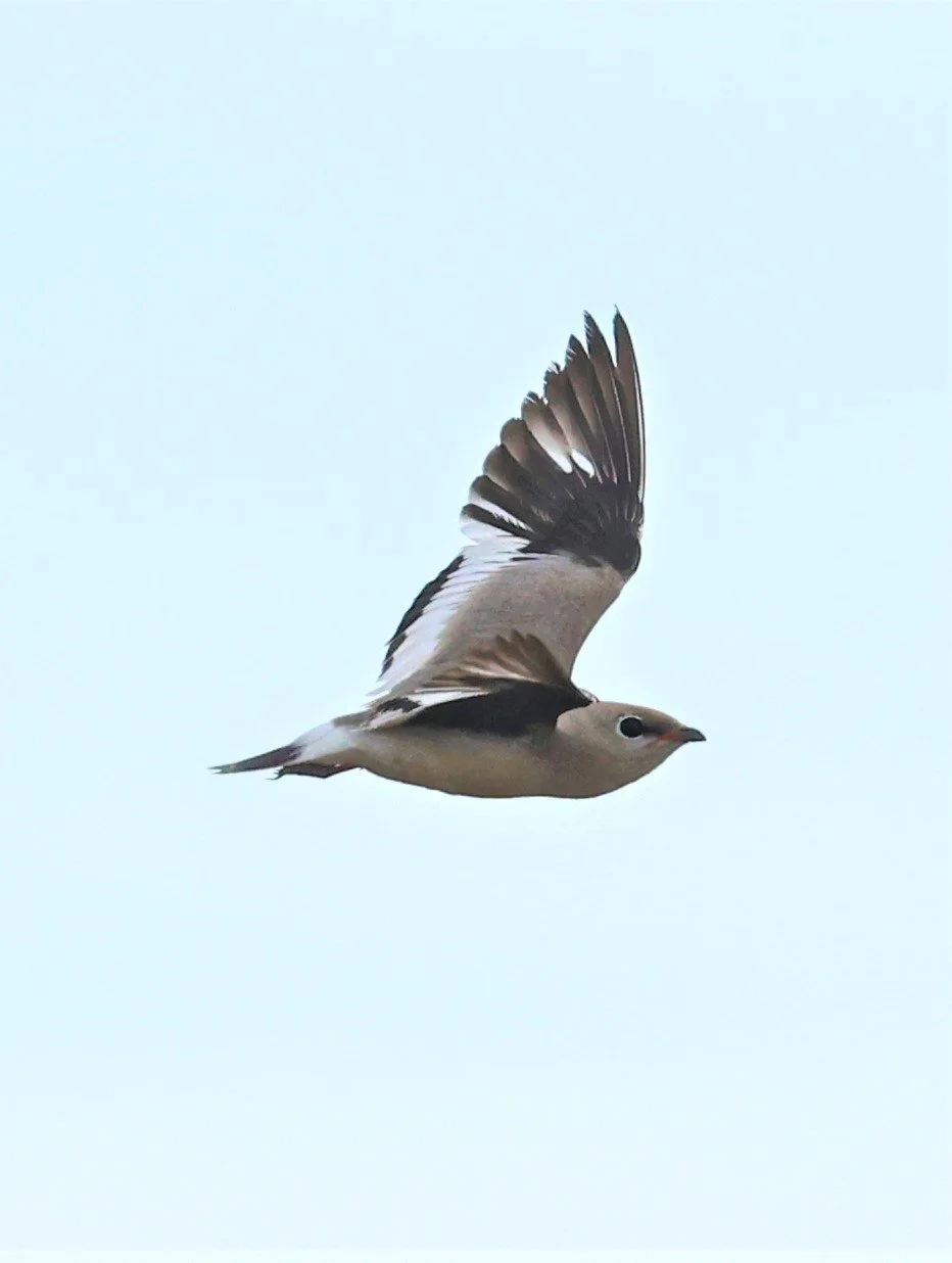 PRATINCOLE - SMALL PRATINCOLE - Glareola lactea - BANG KHAEM NAKHON PATHOM JUNE 3 2022 (44).jpg