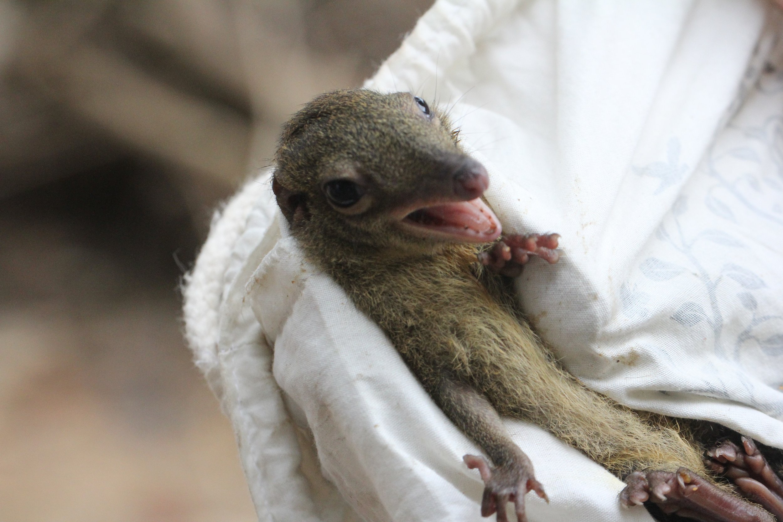 Tupaia glis longipes - COMMON TREE SHREW - KOH LANTA THAILAND - ORDER SCANDENTIA (15).JPG