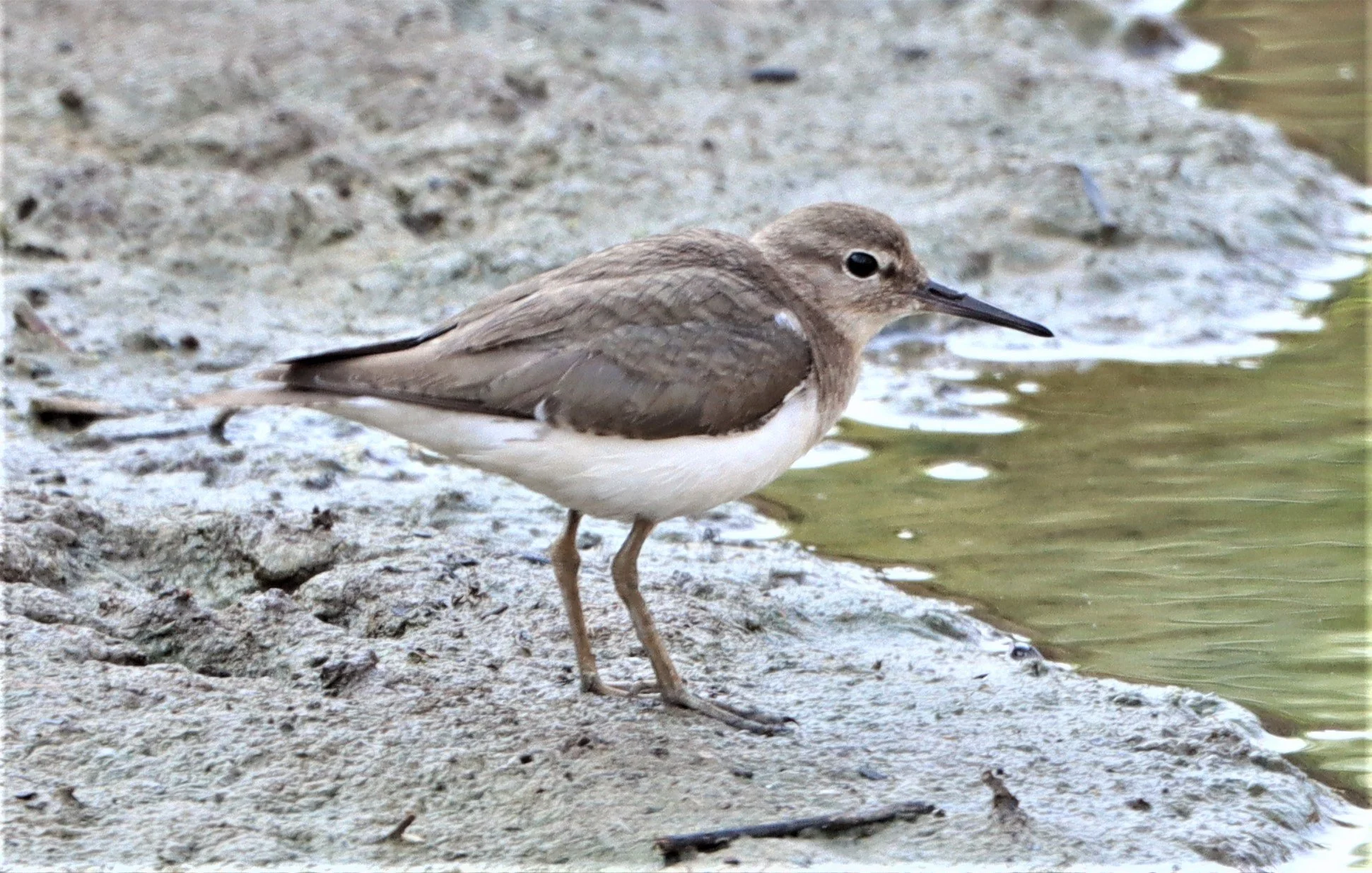 SANDPIPER - COMMON SANDPIPER - Actitus hypoleucos - MUANG BORAN WETLANDS SAMUT PRAKAN (2).jpg